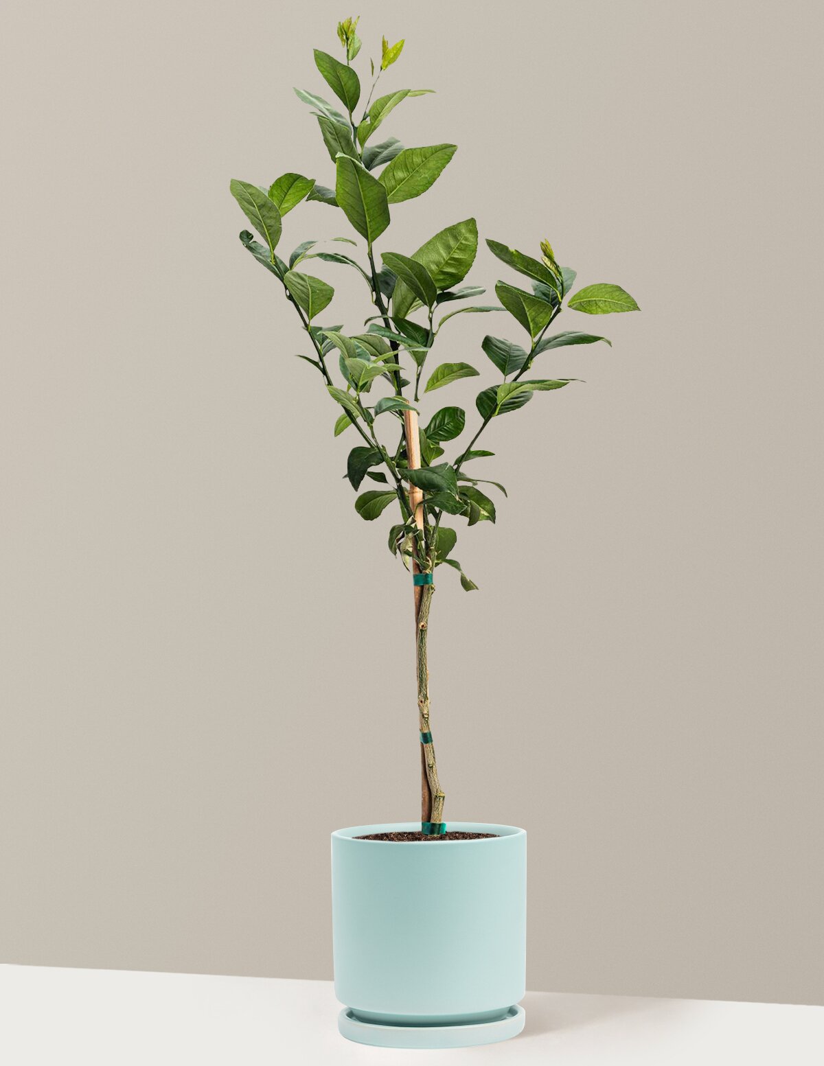 Meyer Lemon