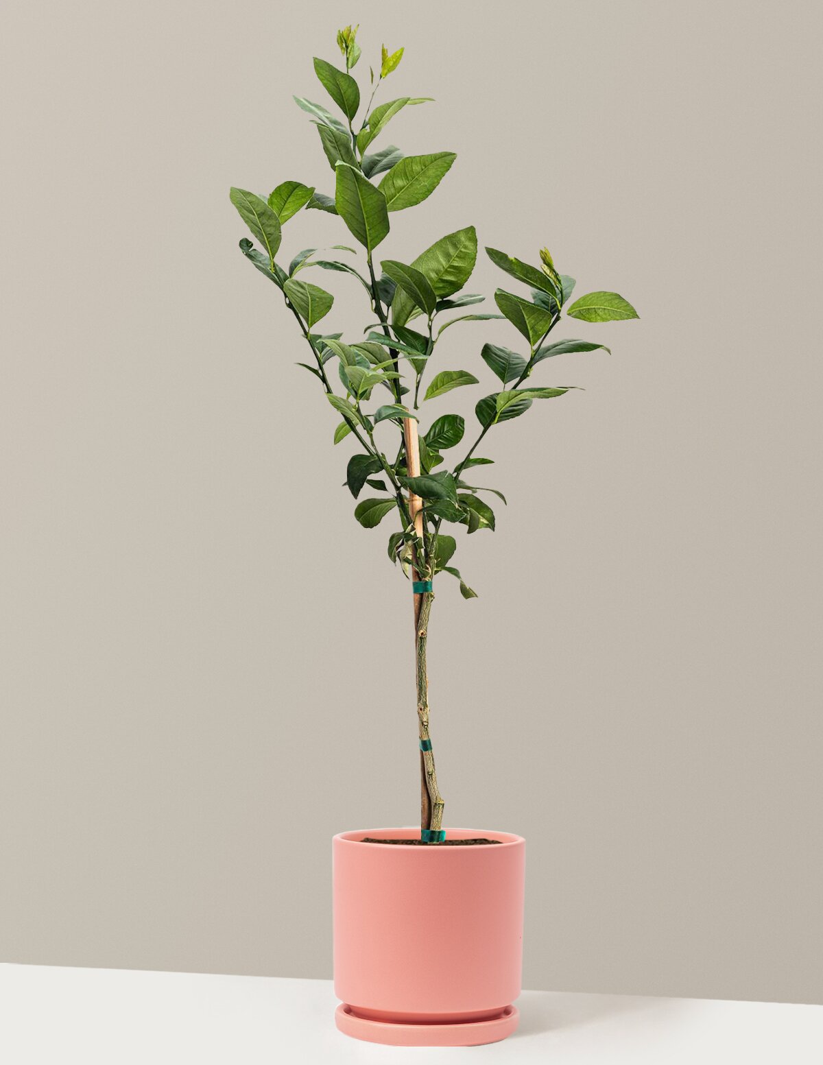 Meyer Lemon