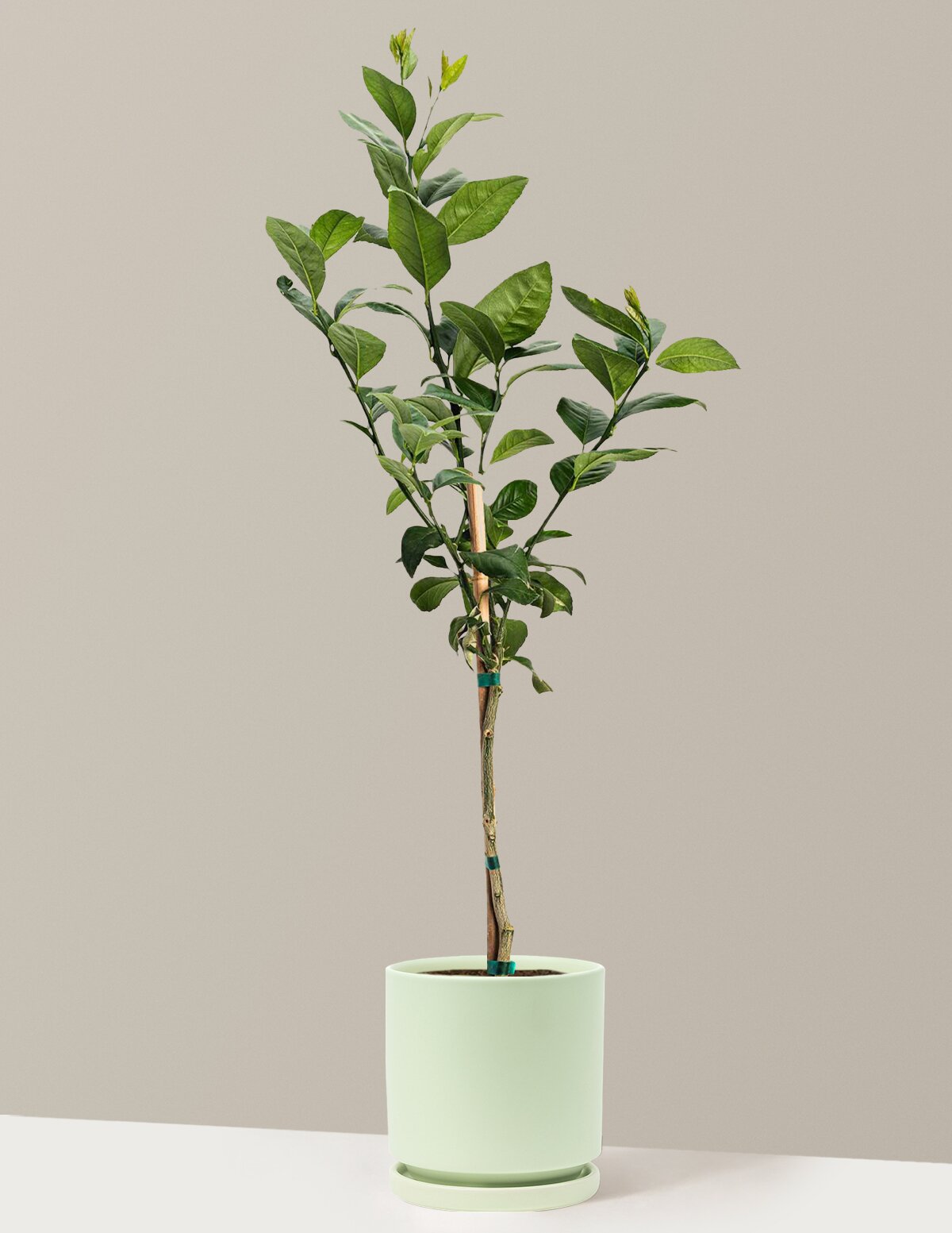 Meyer Lemon