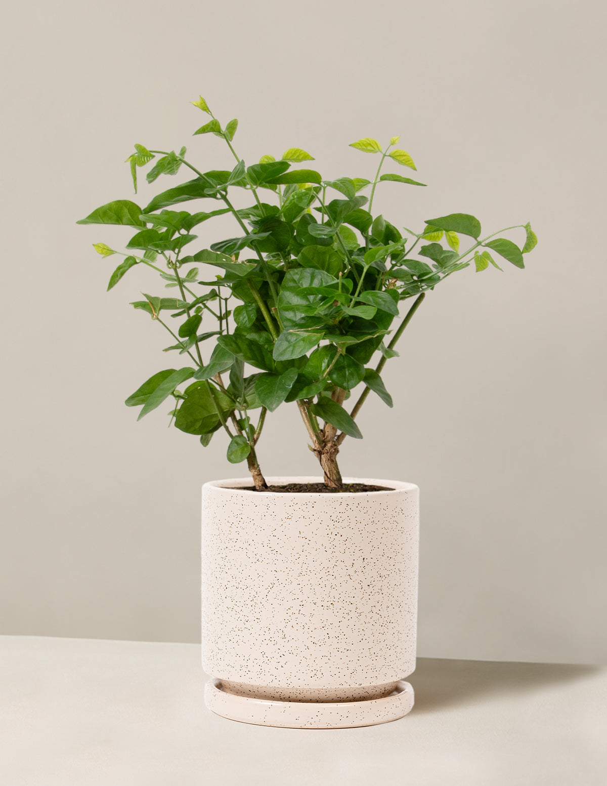 bundle | Medium | Isabella | White Sesame