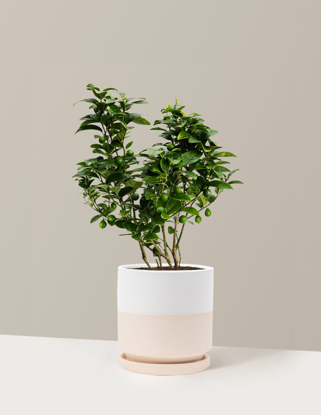 Key Lime Bush