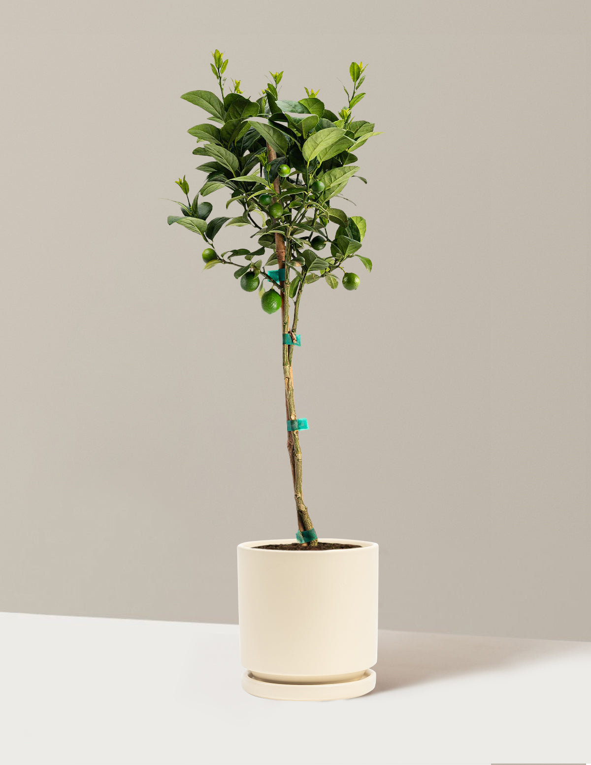 bundle | 1-2 ft. | Isabella | Almond