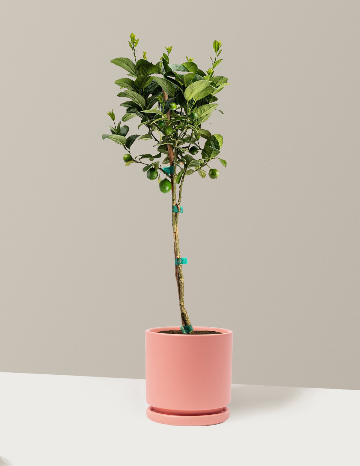 Key Lime Tree