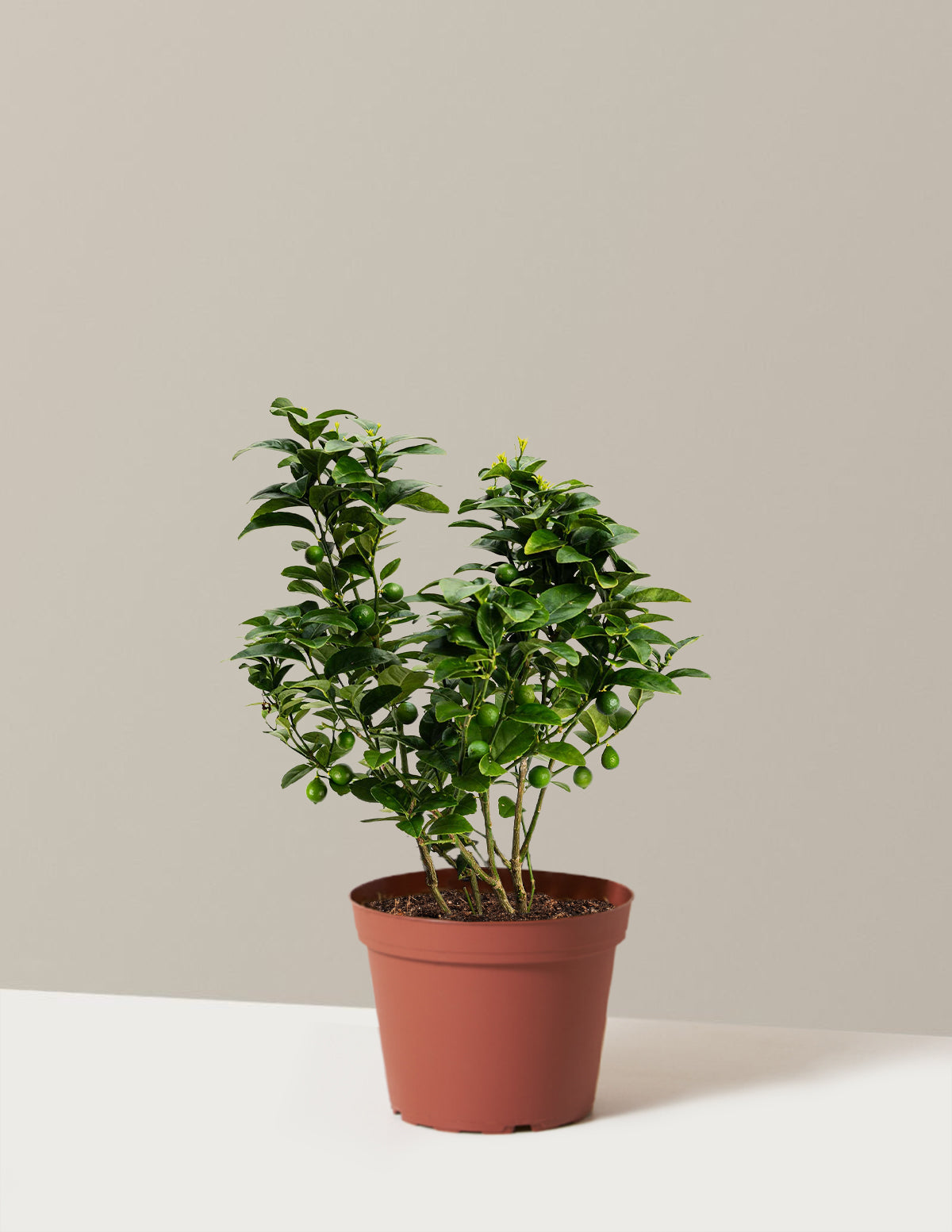 bundle | 1 Gallon | Grow Pot