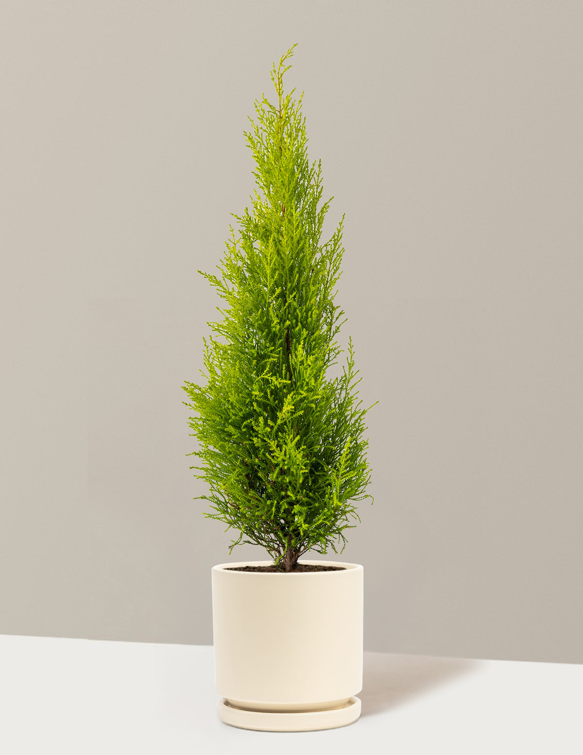 bundle | 1 Gallon | Isabella | Almond