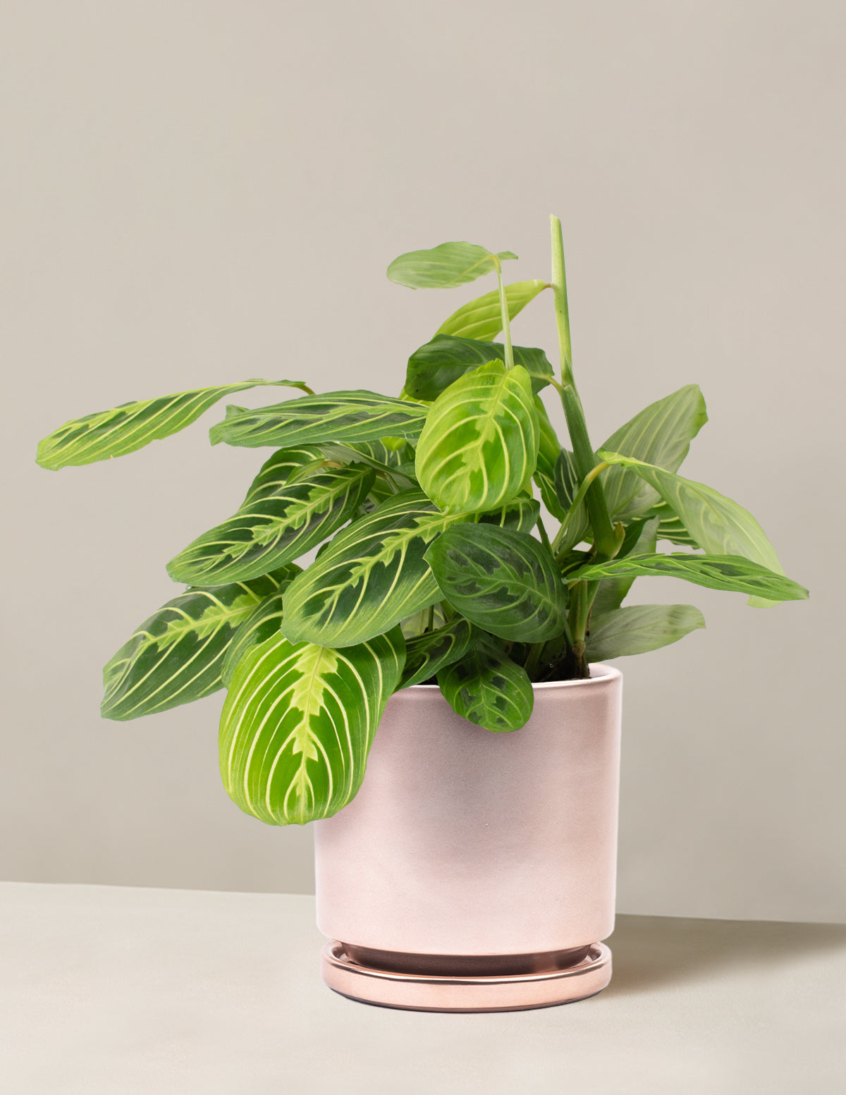 files/the-sill_Medium-Lemon-Lime_Medium_Isabella_Rose-Gold_Variant.jpg