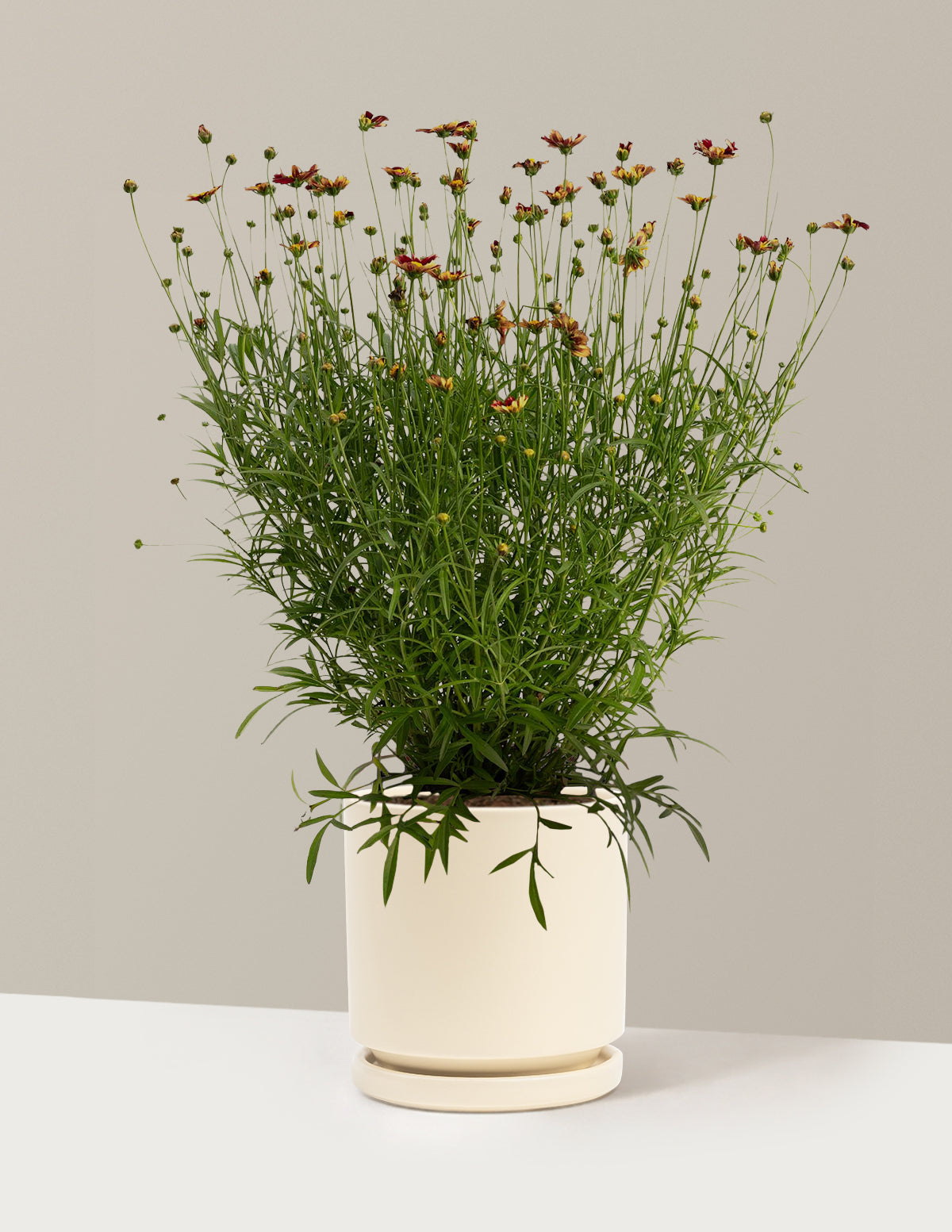 bundle | 1 Gallon - Single | Isabella | Almond