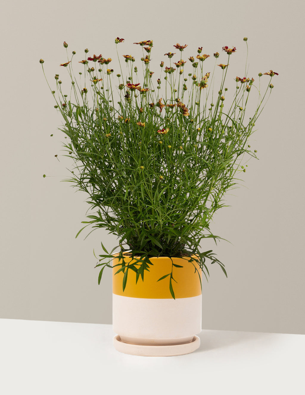 bundle | 1 Gallon - Single | Isabella | Top Half Mustard