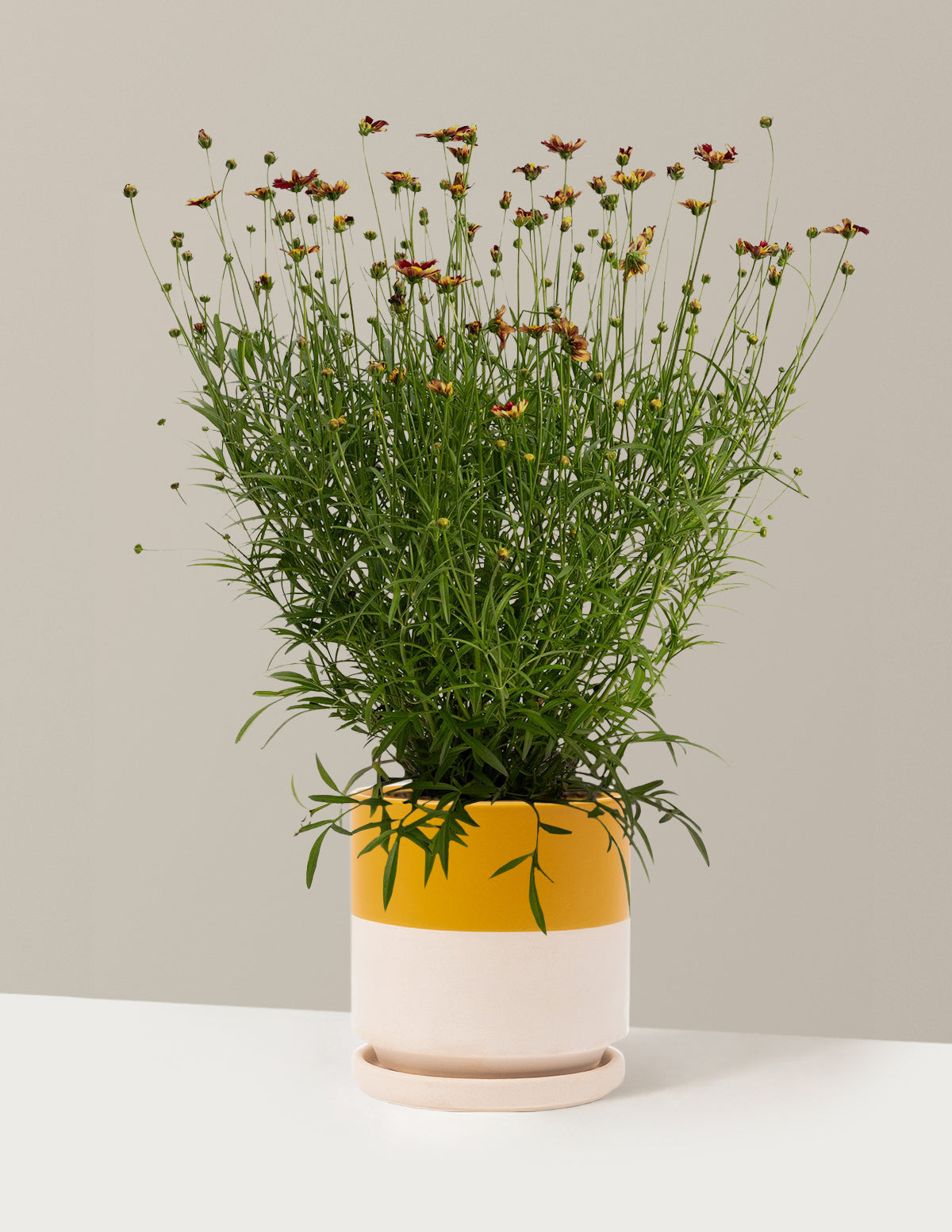 bundle | 1 Gallon - Single | Isabella | Top Half Mustard