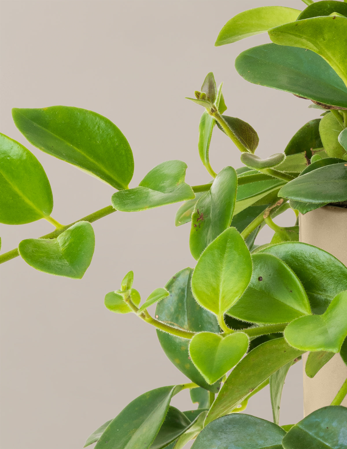 Lipstick Plant