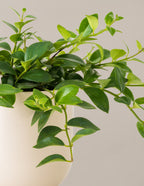Lipstick Plant