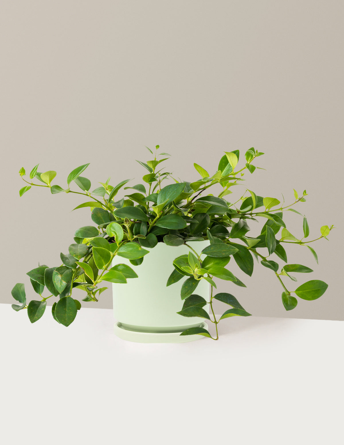 files/the-sill_Medium-Lipstick-Plant_Medium_Isabella_Sage_Variant.jpg