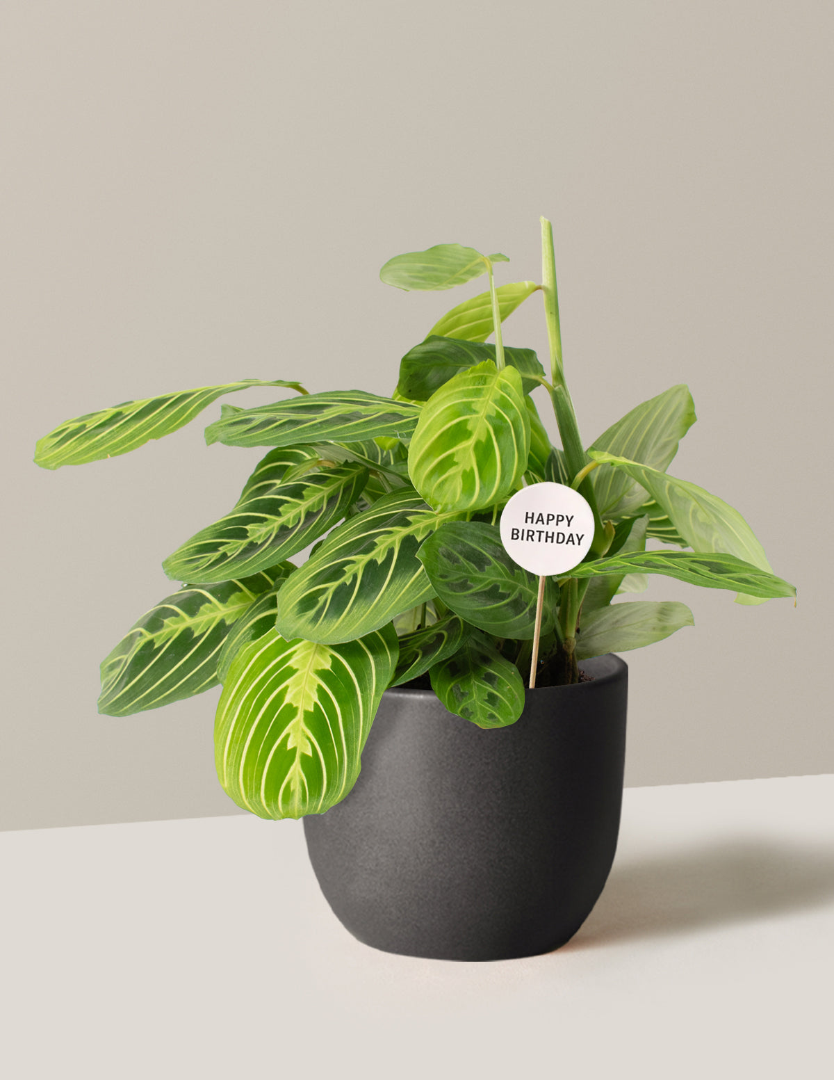 Happy Birthday Lemon Lime Prayer Plant