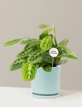 Happy Birthday Lemon Lime Prayer Plant