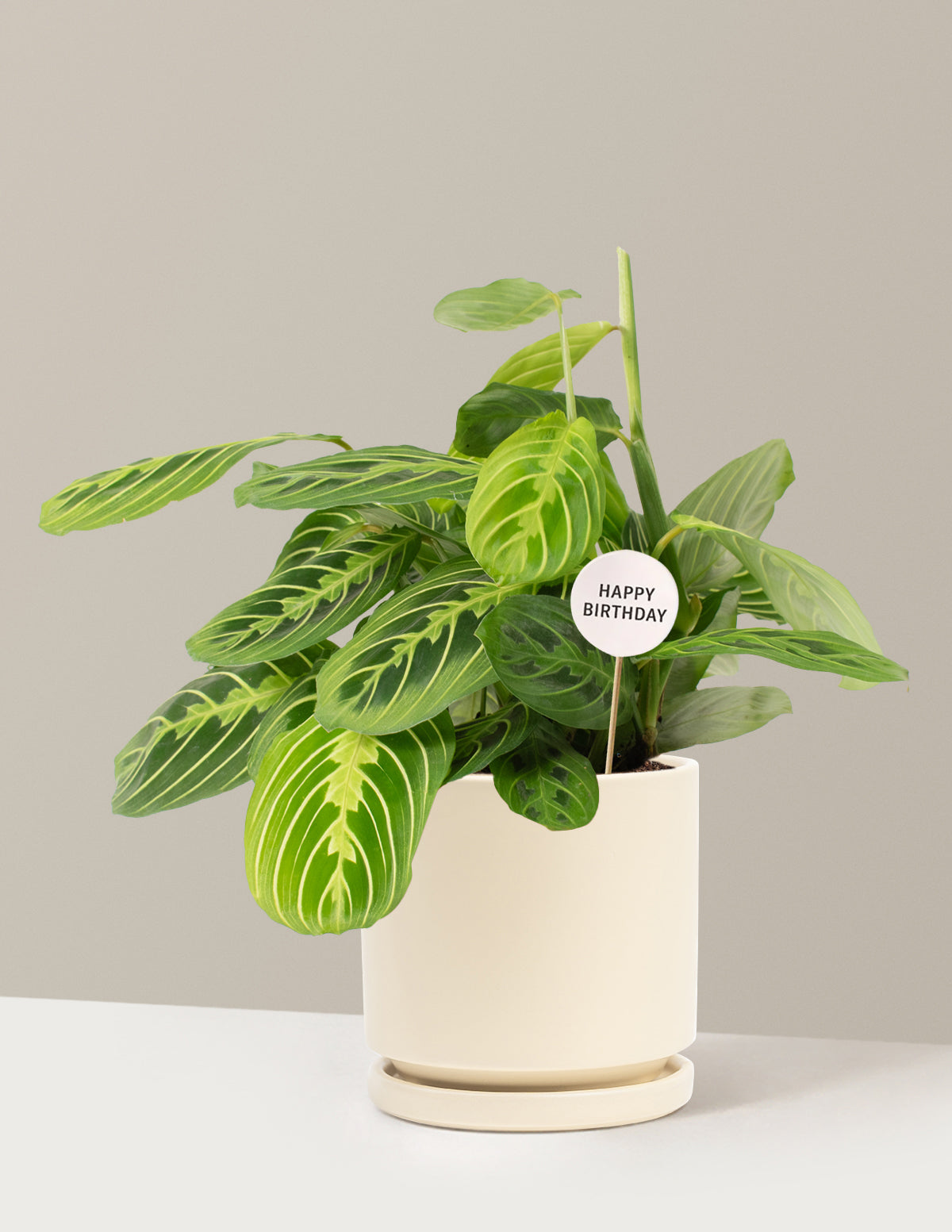 Happy Birthday Lemon Lime Prayer Plant