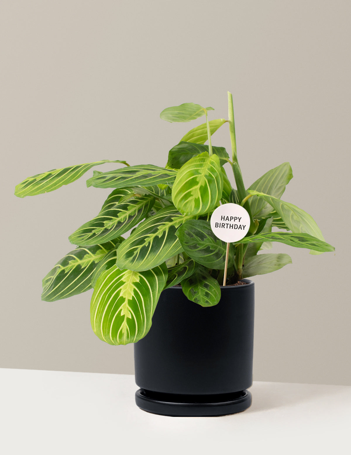 Happy Birthday Lemon Lime Prayer Plant