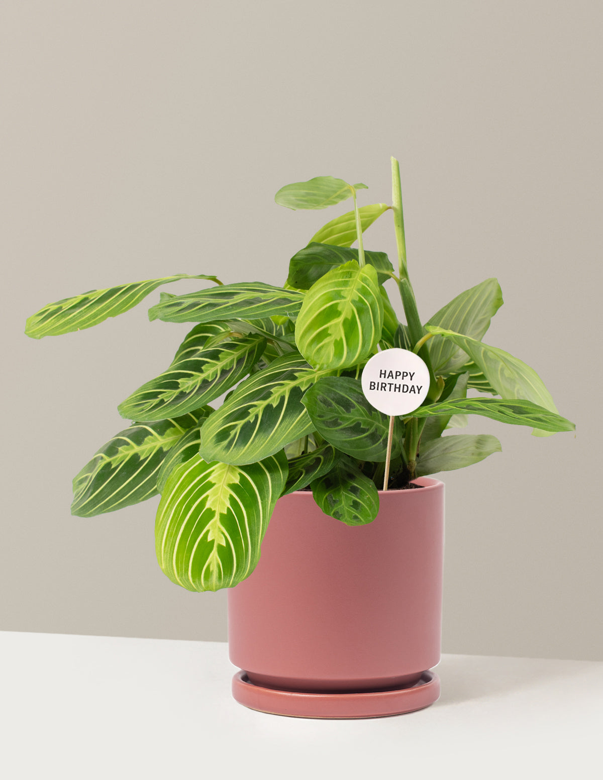 Happy Birthday Lemon Lime Prayer Plant