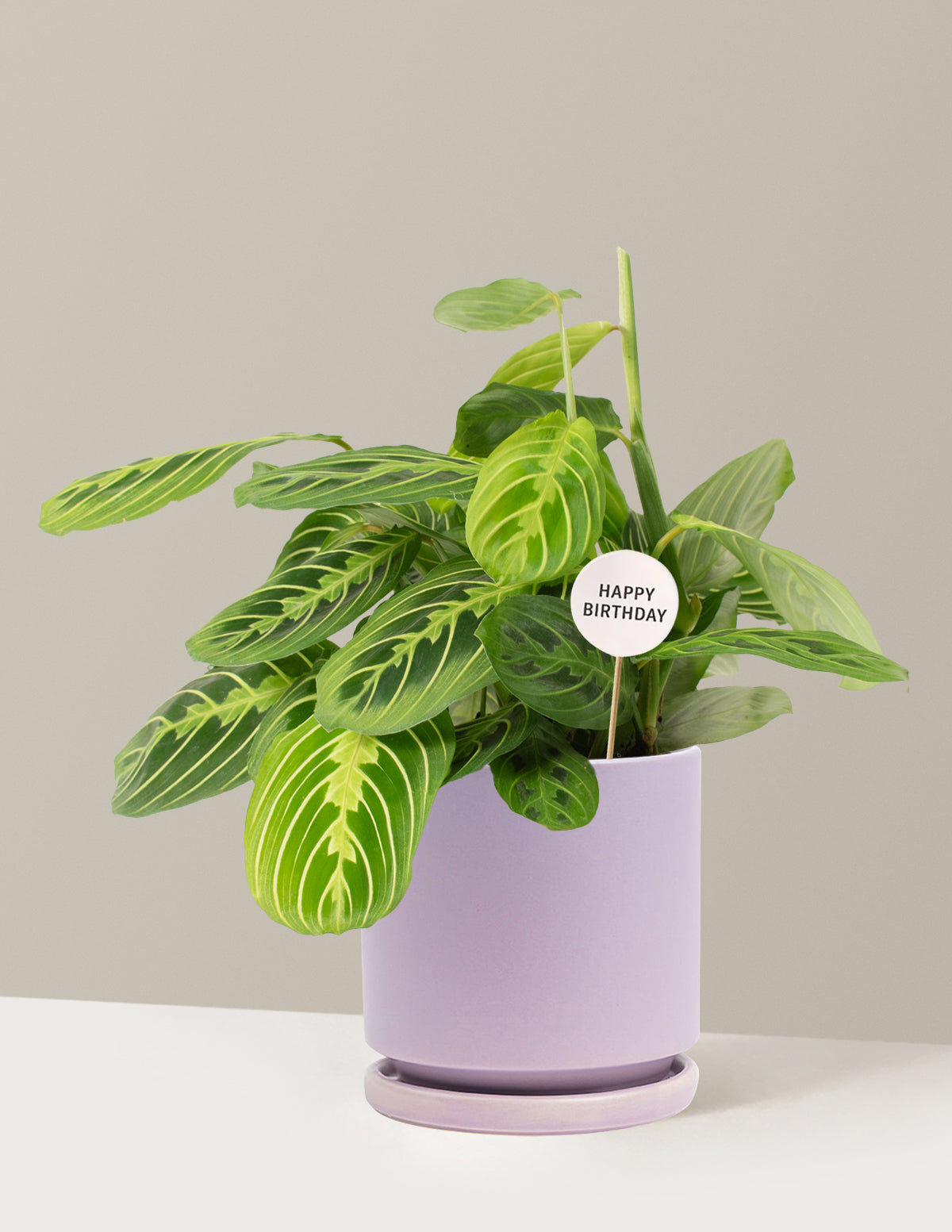 Happy Birthday Lemon Lime Prayer Plant