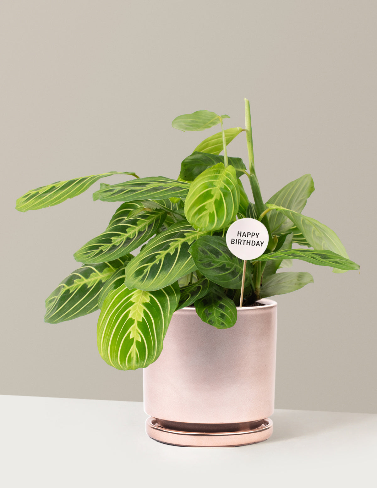 Happy Birthday Lemon Lime Prayer Plant