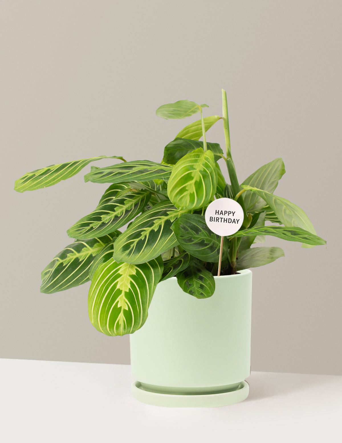 Happy Birthday Lemon Lime Prayer Plant