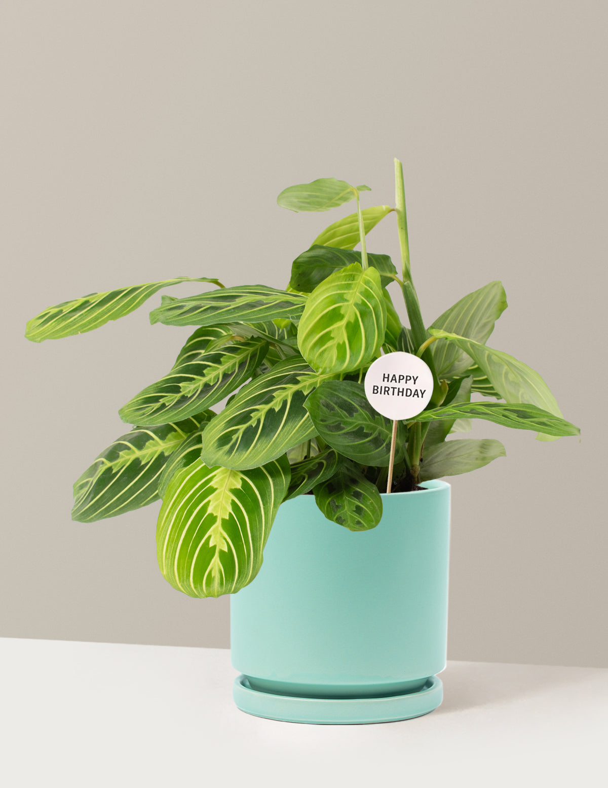 Happy Birthday Lemon Lime Prayer Plant