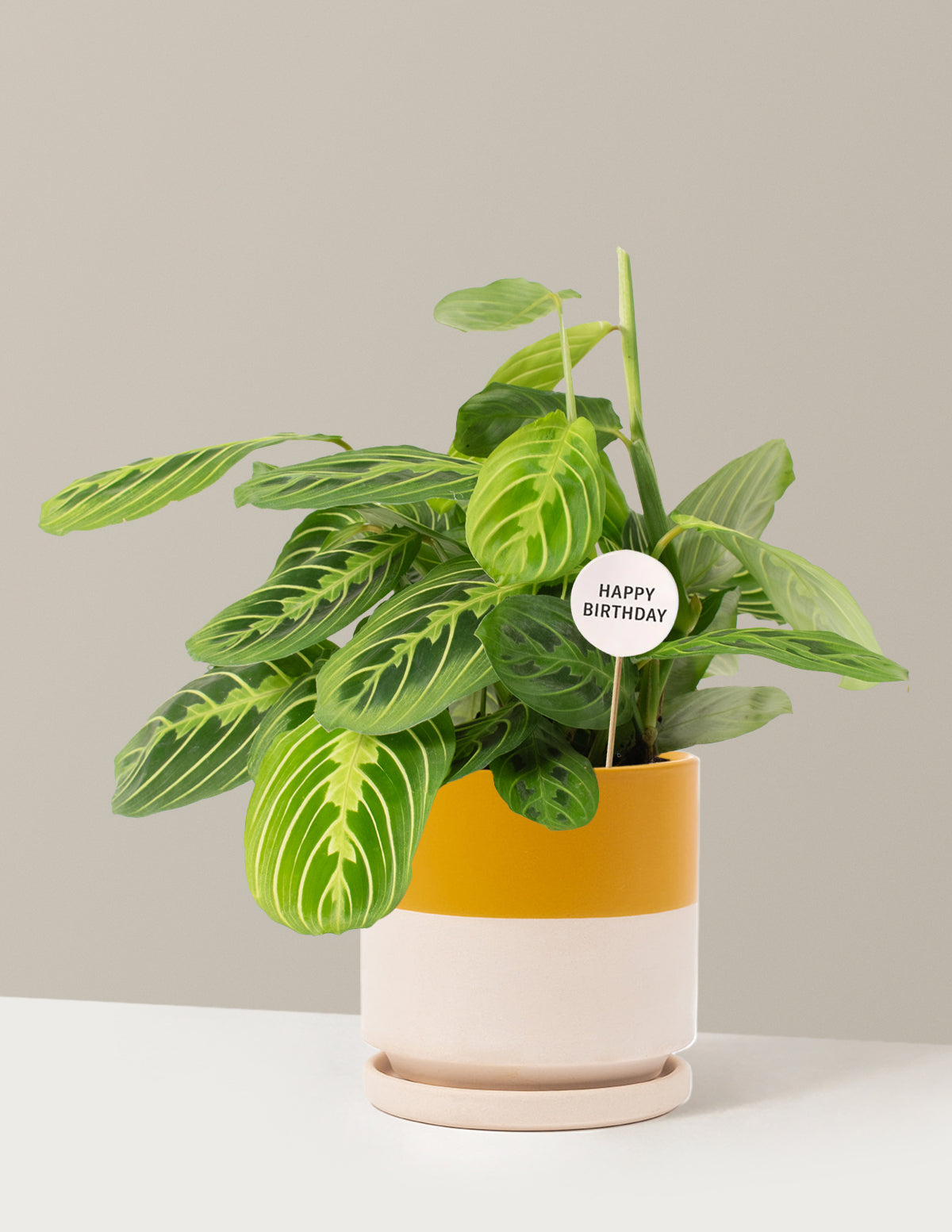 Happy Birthday Lemon Lime Prayer Plant