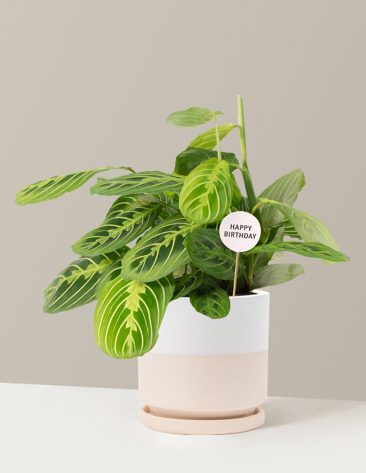 Happy Birthday Lemon Lime Prayer Plant