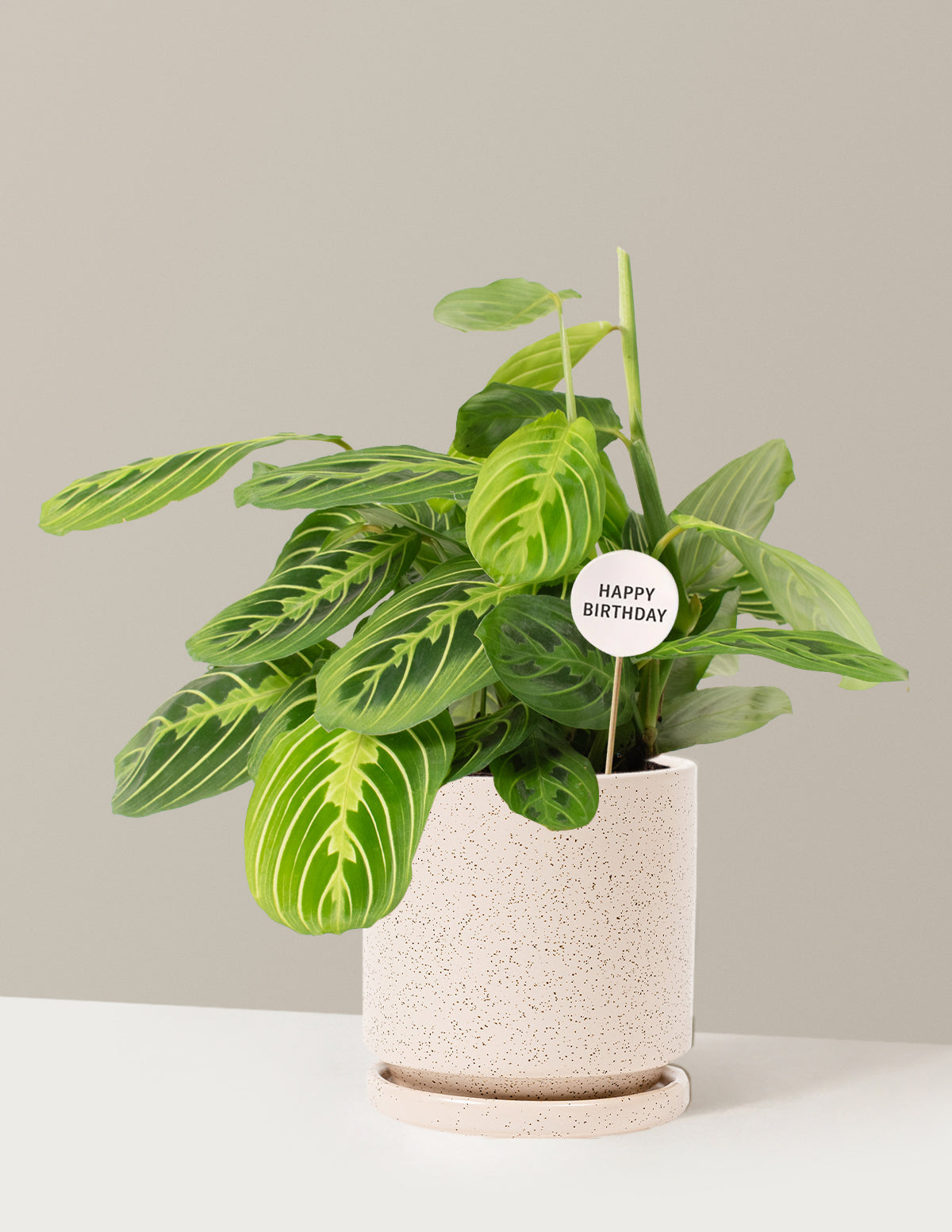 Happy Birthday Lemon Lime Prayer Plant