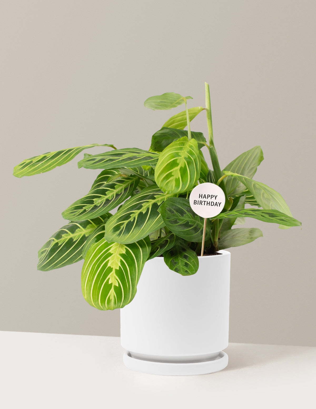 Happy Birthday Lemon Lime Prayer Plant