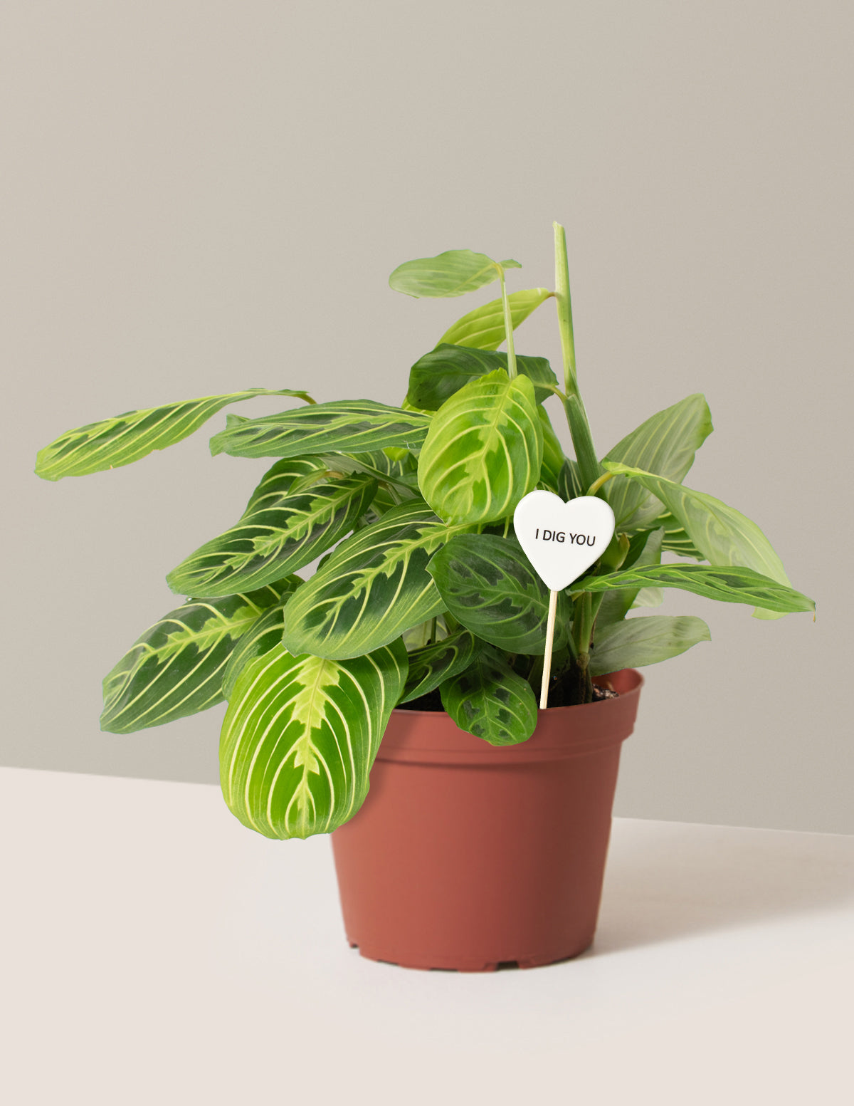 I Dig You Lemon Lime Prayer Plant