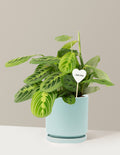 I Dig You Lemon Lime Prayer Plant