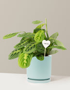 I Dig You Lemon Lime Prayer Plant