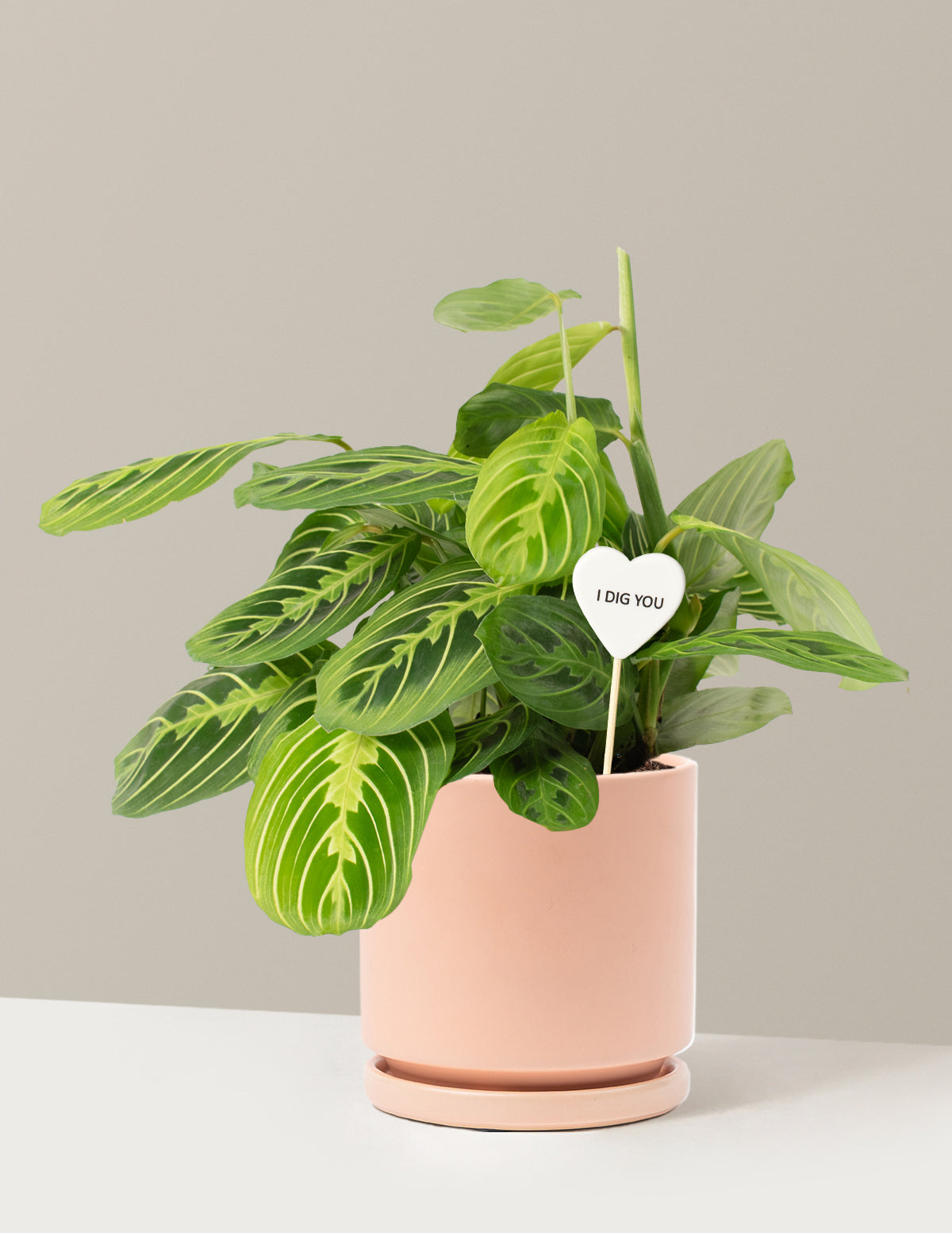 I Dig You Lemon Lime Prayer Plant