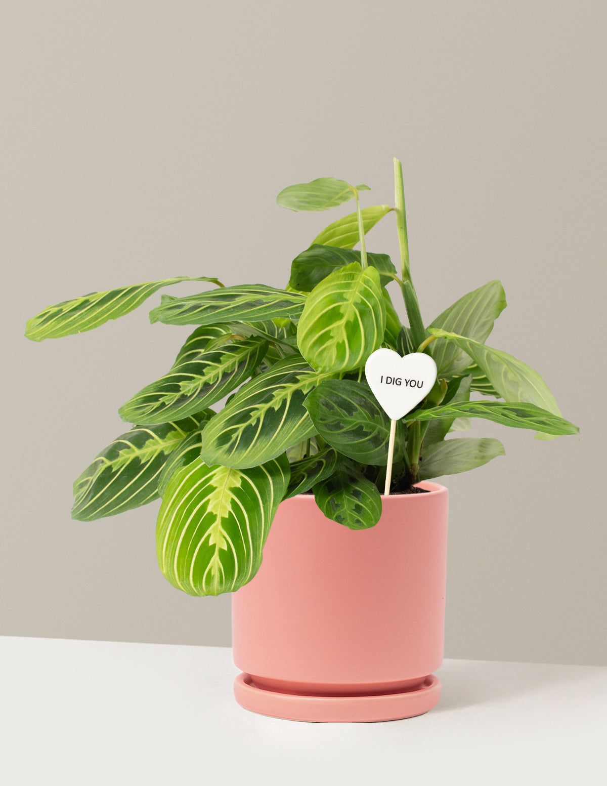 I Dig You Lemon Lime Prayer Plant