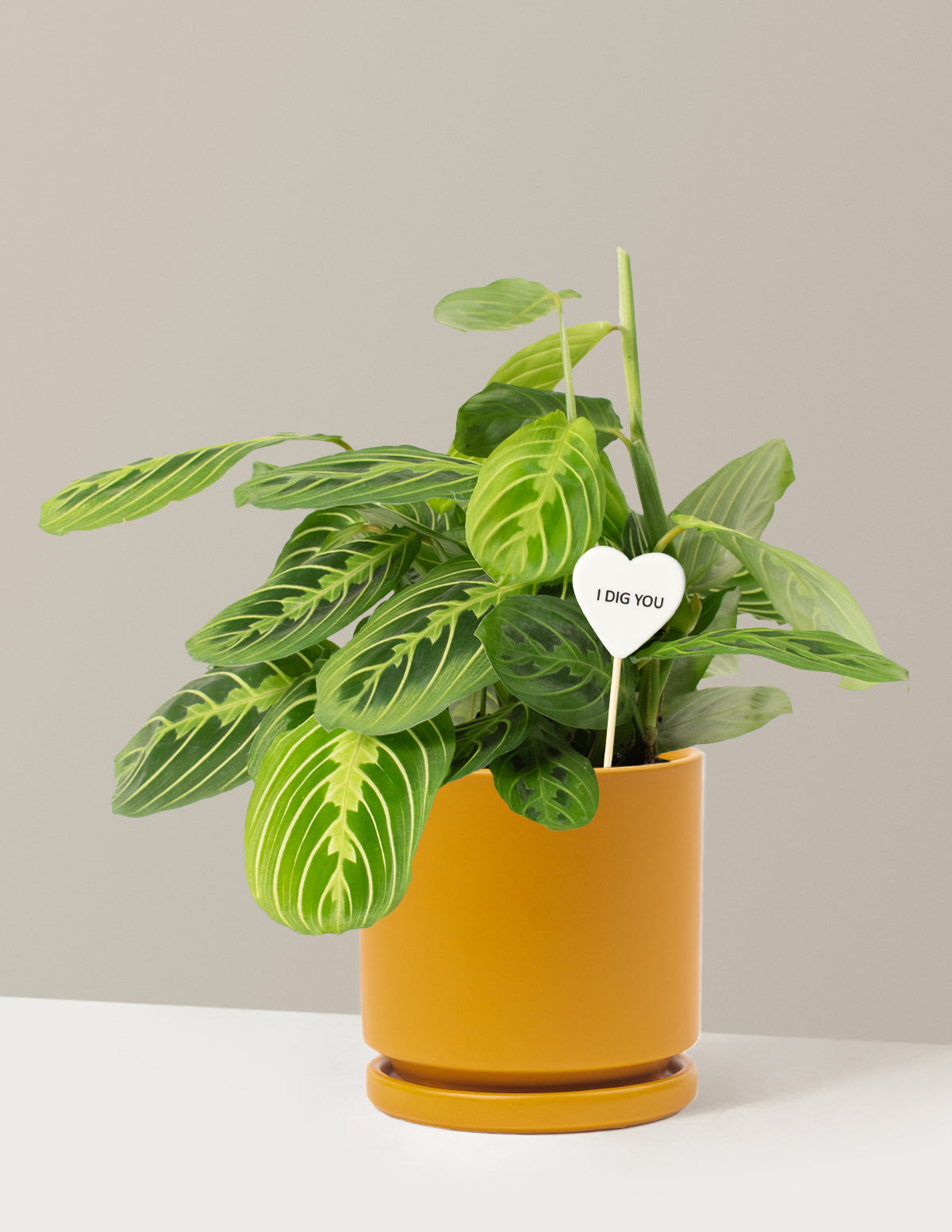 files/the-sill_Medium-Maranta-Lemon-Lime-I-Dig-You-Pop_Medium_Isabella-Mustard_Variant_0f3e2533-1171-4d86-a518-7ea5e4e9f239.jpg