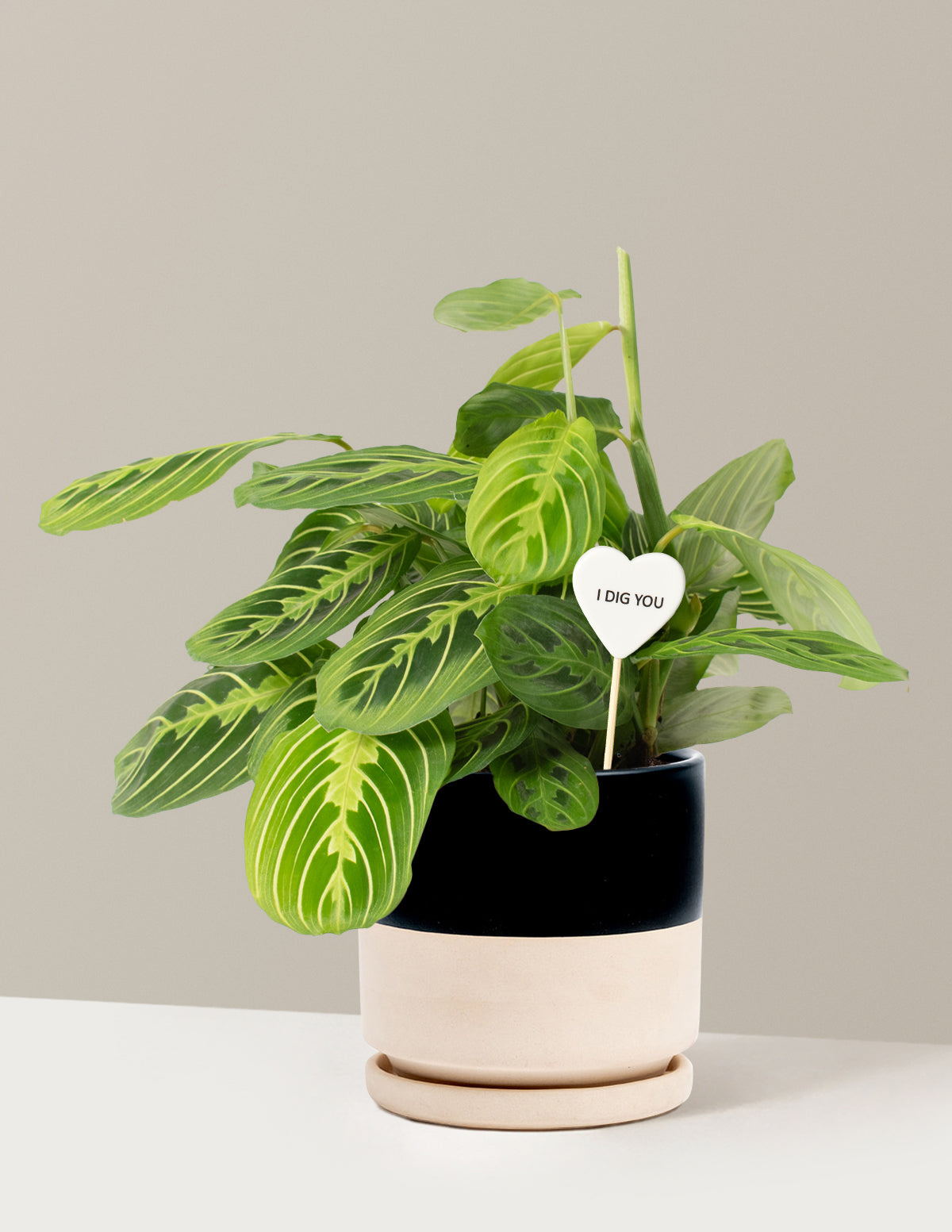 I Dig You Lemon Lime Prayer Plant