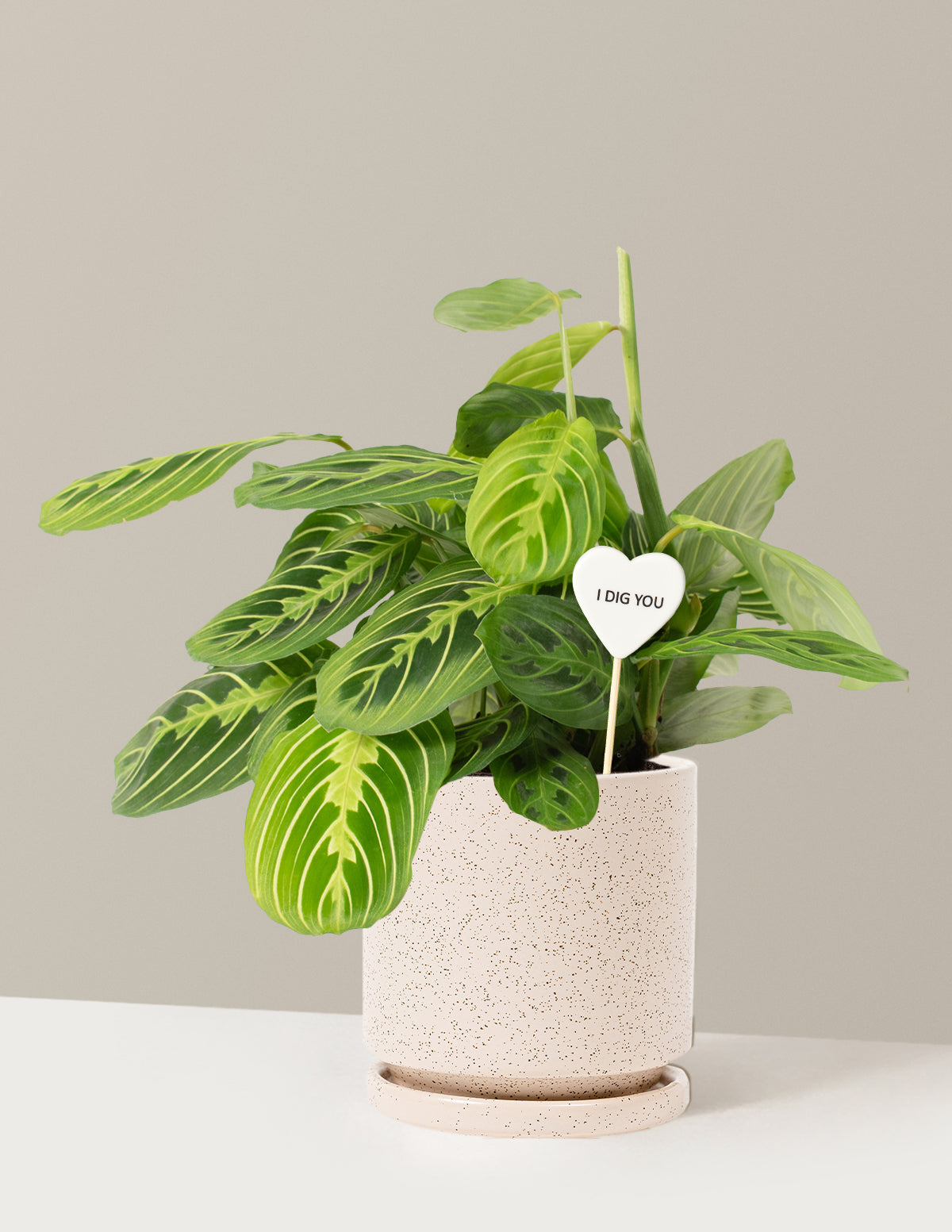 I Dig You Lemon Lime Prayer Plant