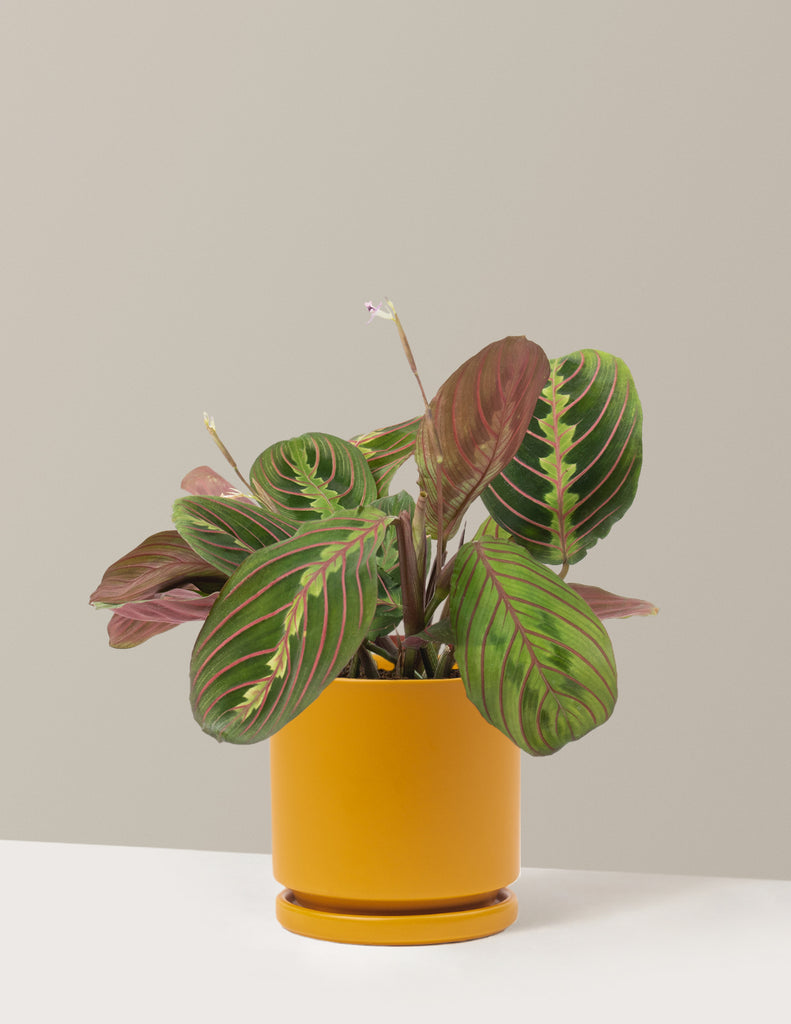How to care for a Red Prayer Plant