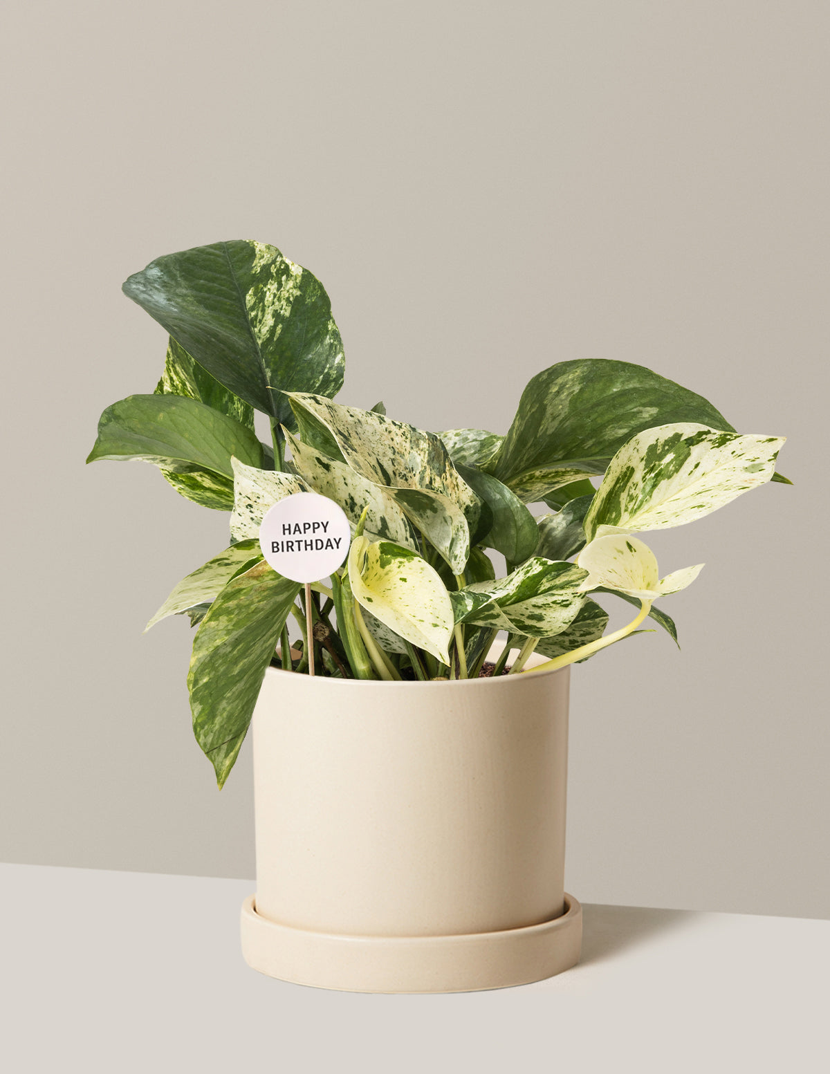 Happy Birthday Pothos Marble Queen