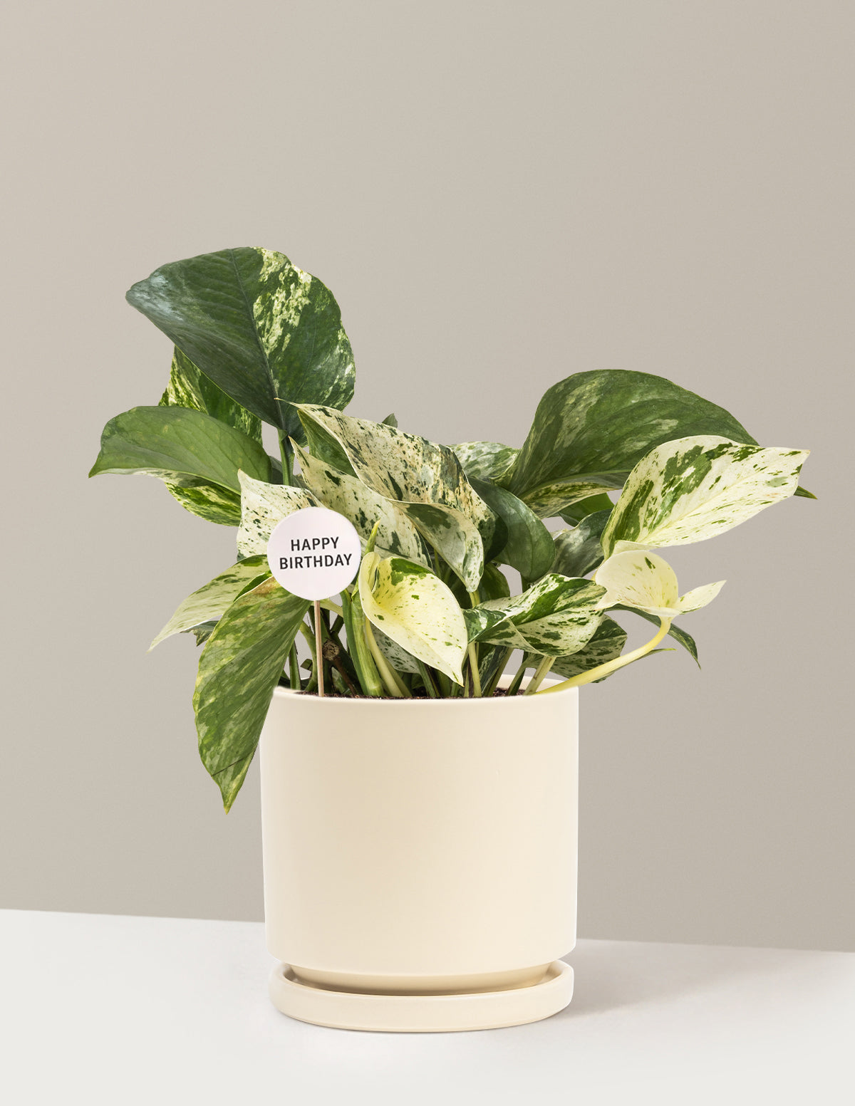 Happy Birthday Pothos Marble Queen