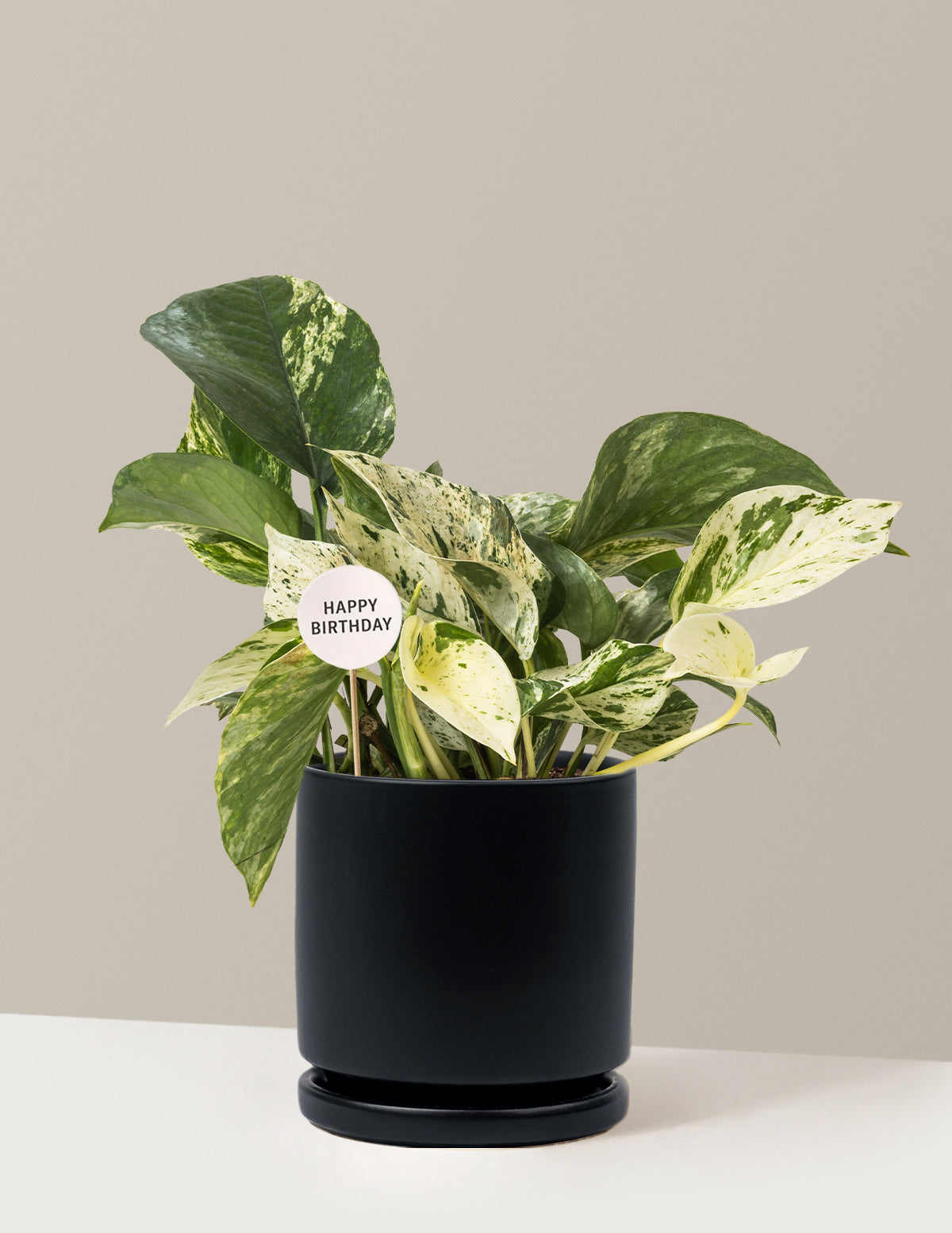 Happy Birthday Pothos Marble Queen