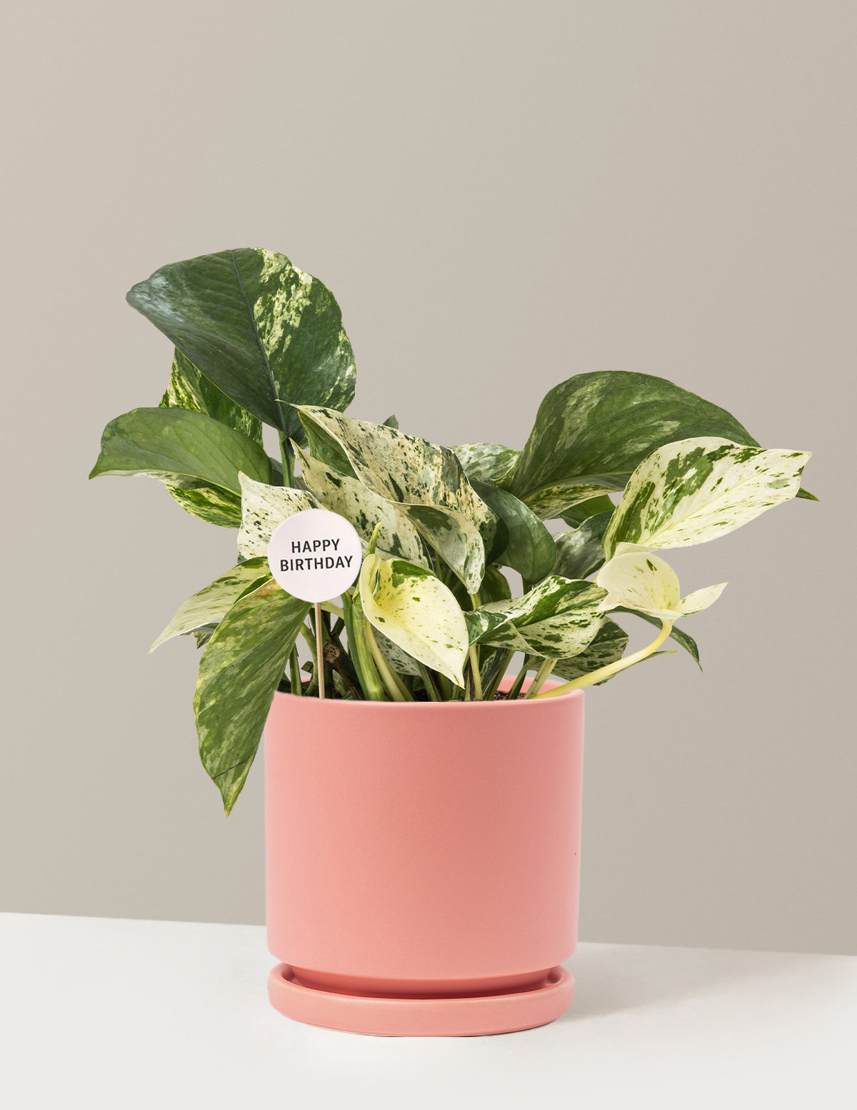 Happy Birthday Pothos Marble Queen