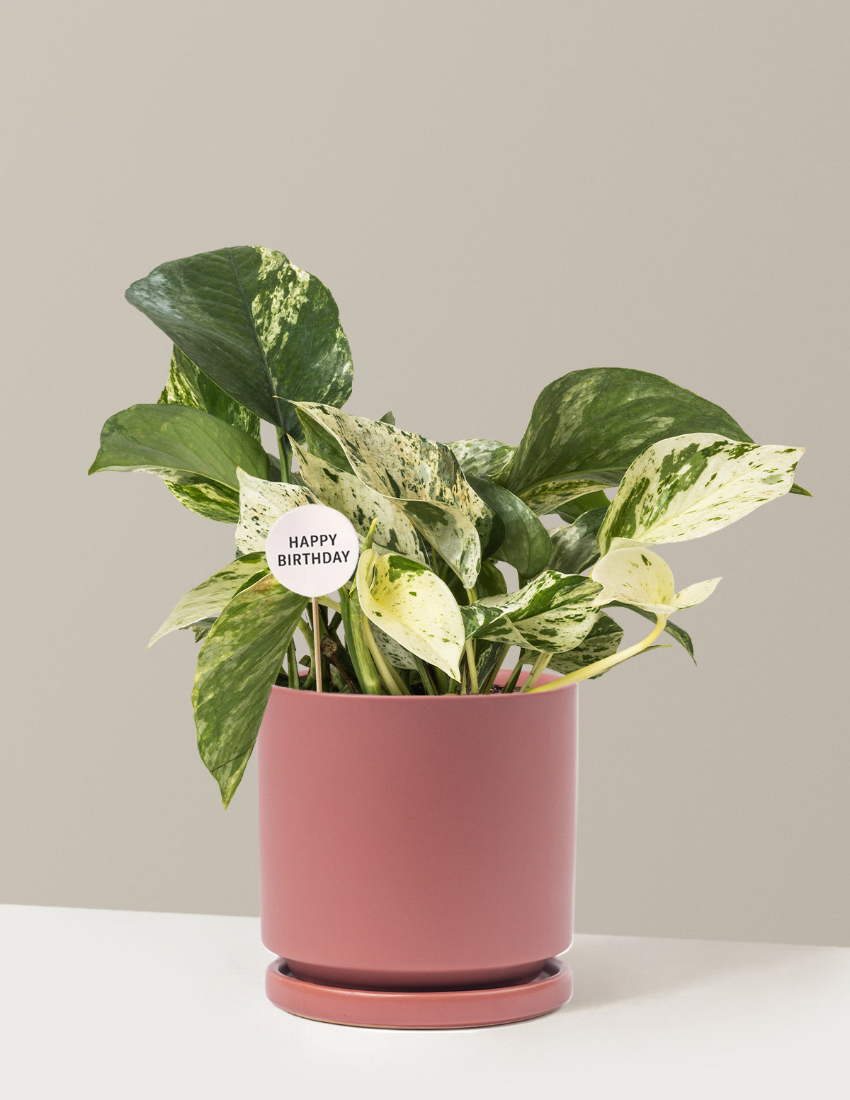 Happy Birthday Pothos Marble Queen