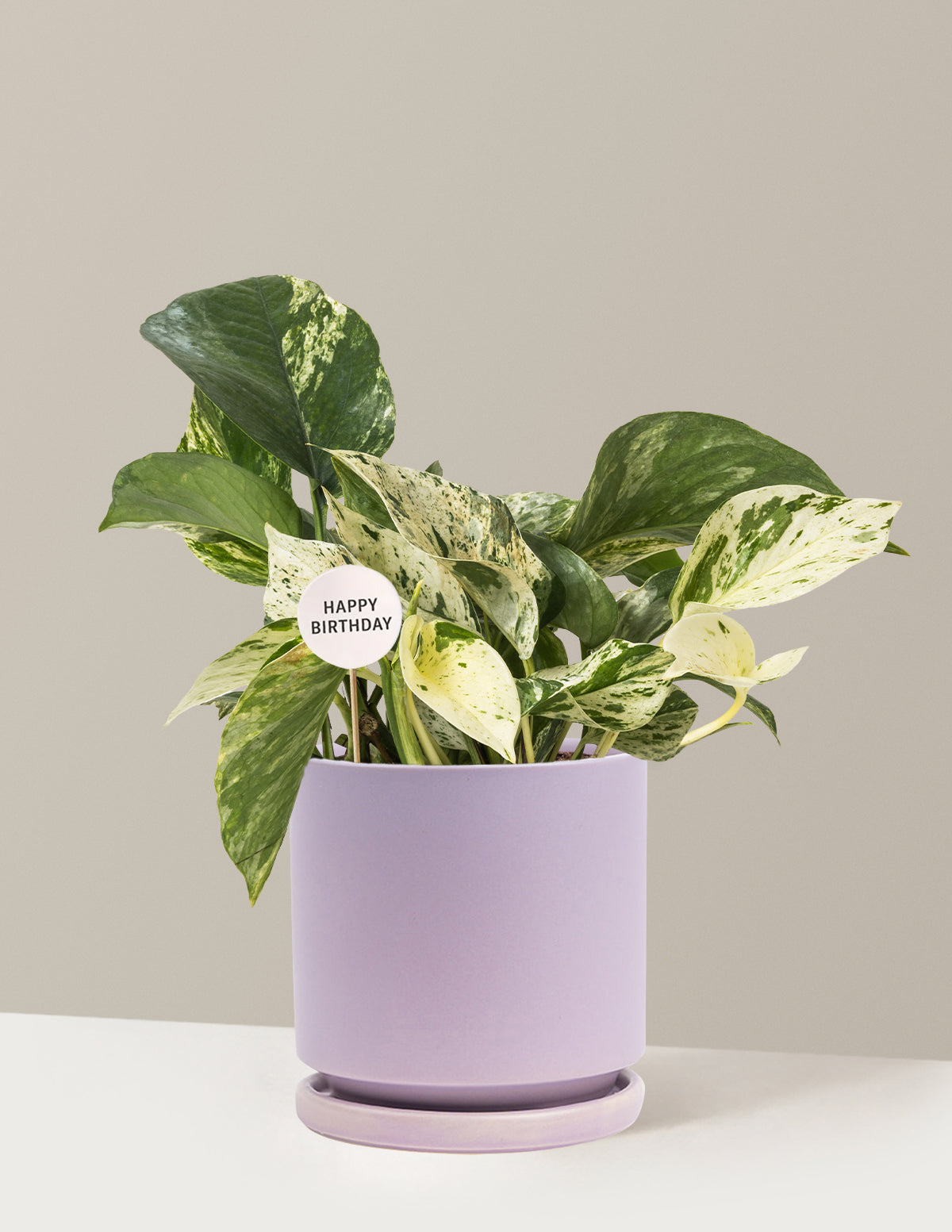 Happy Birthday Pothos Marble Queen