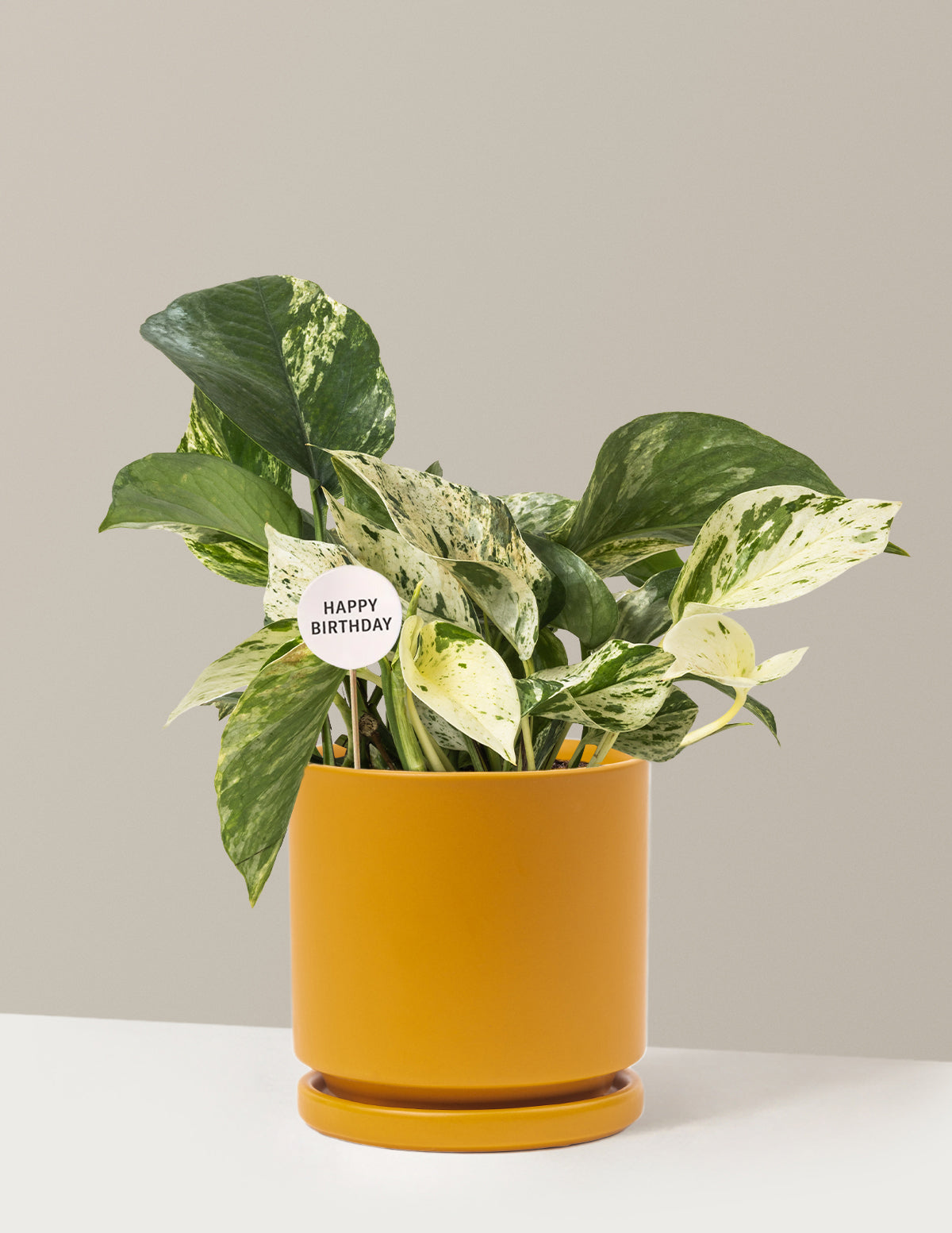 Happy Birthday Pothos Marble Queen
