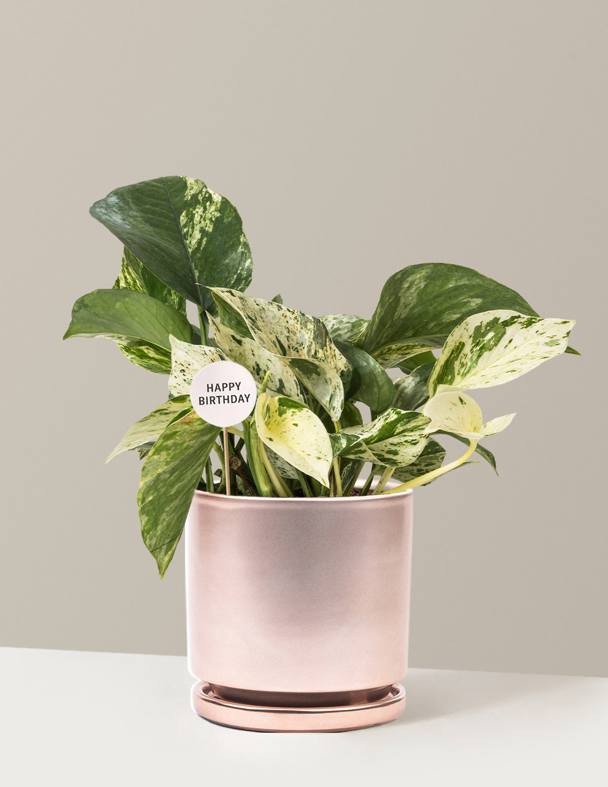 Happy Birthday Pothos Marble Queen