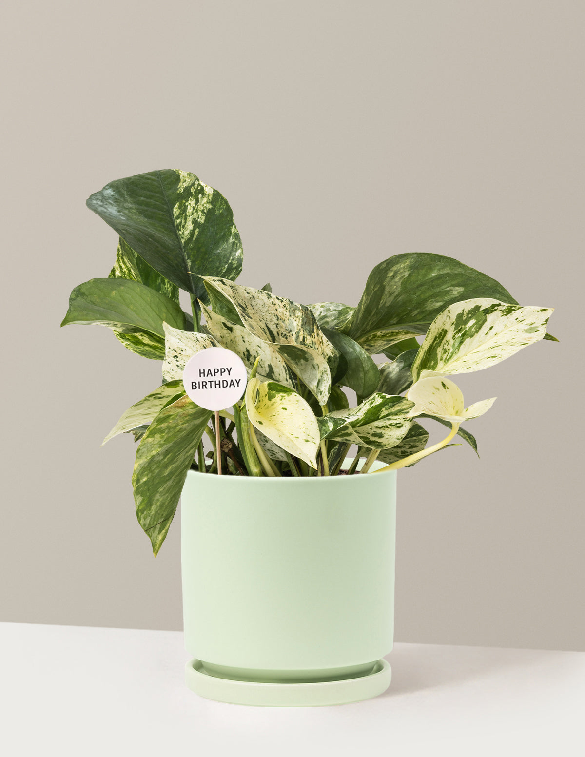 Happy Birthday Pothos Marble Queen