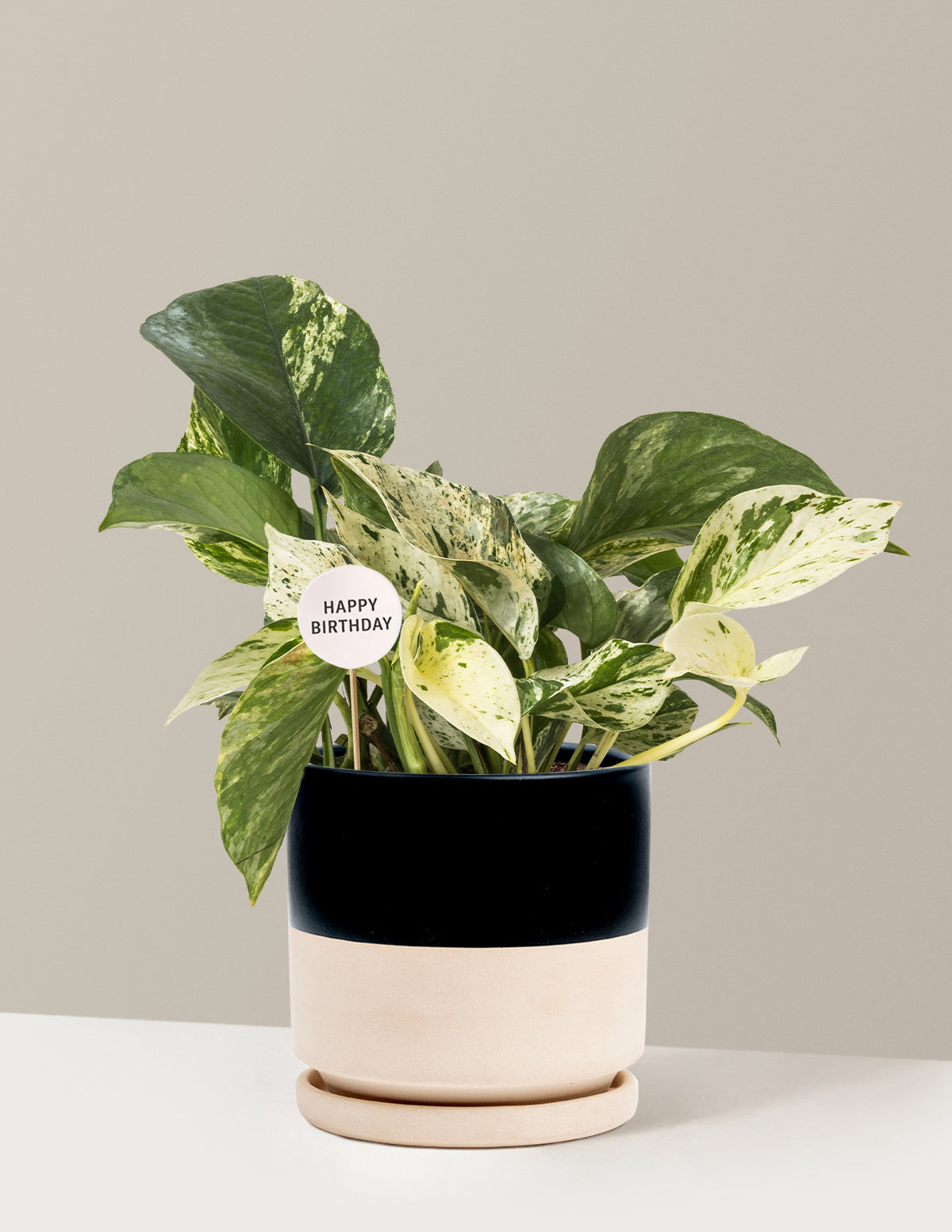 Happy Birthday Pothos Marble Queen