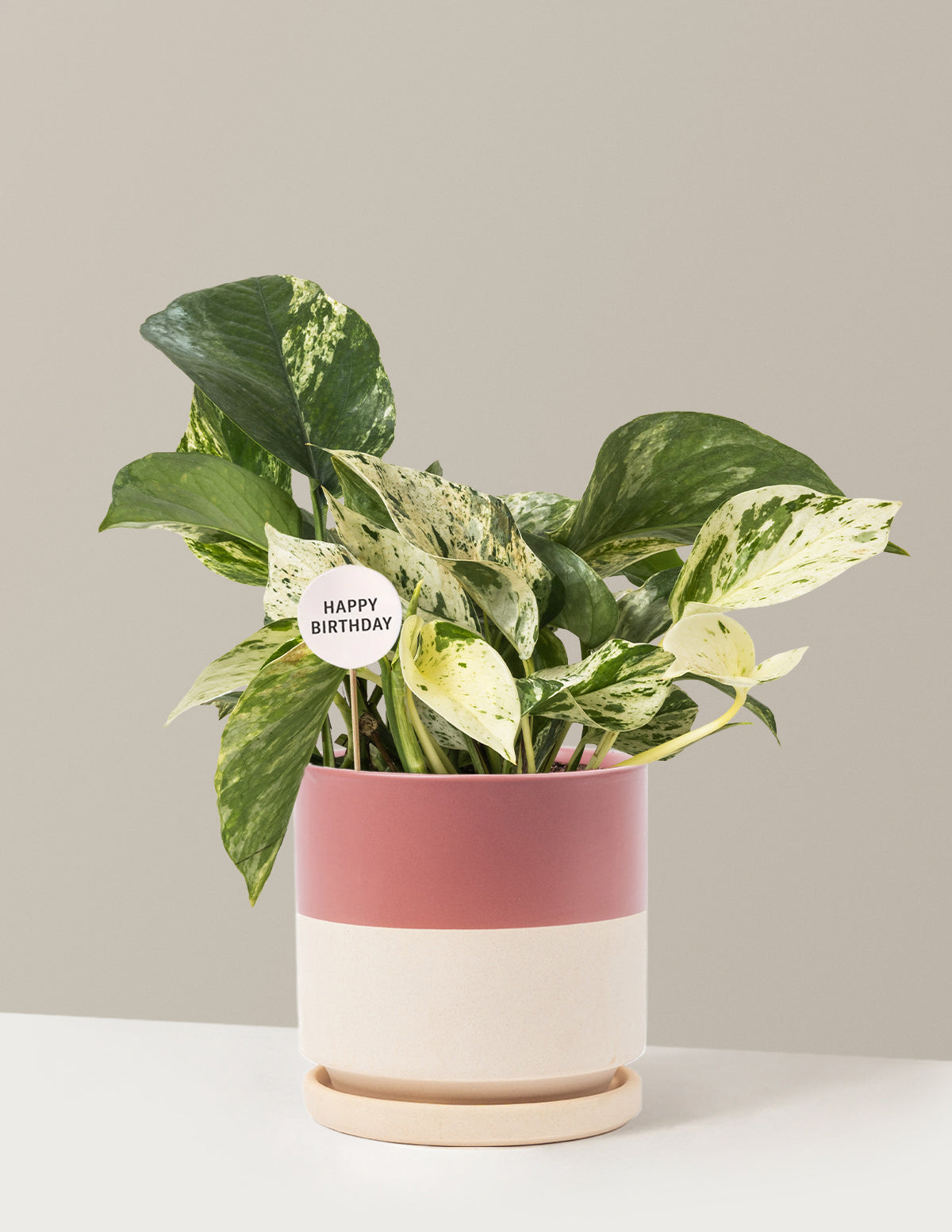 Happy Birthday Pothos Marble Queen