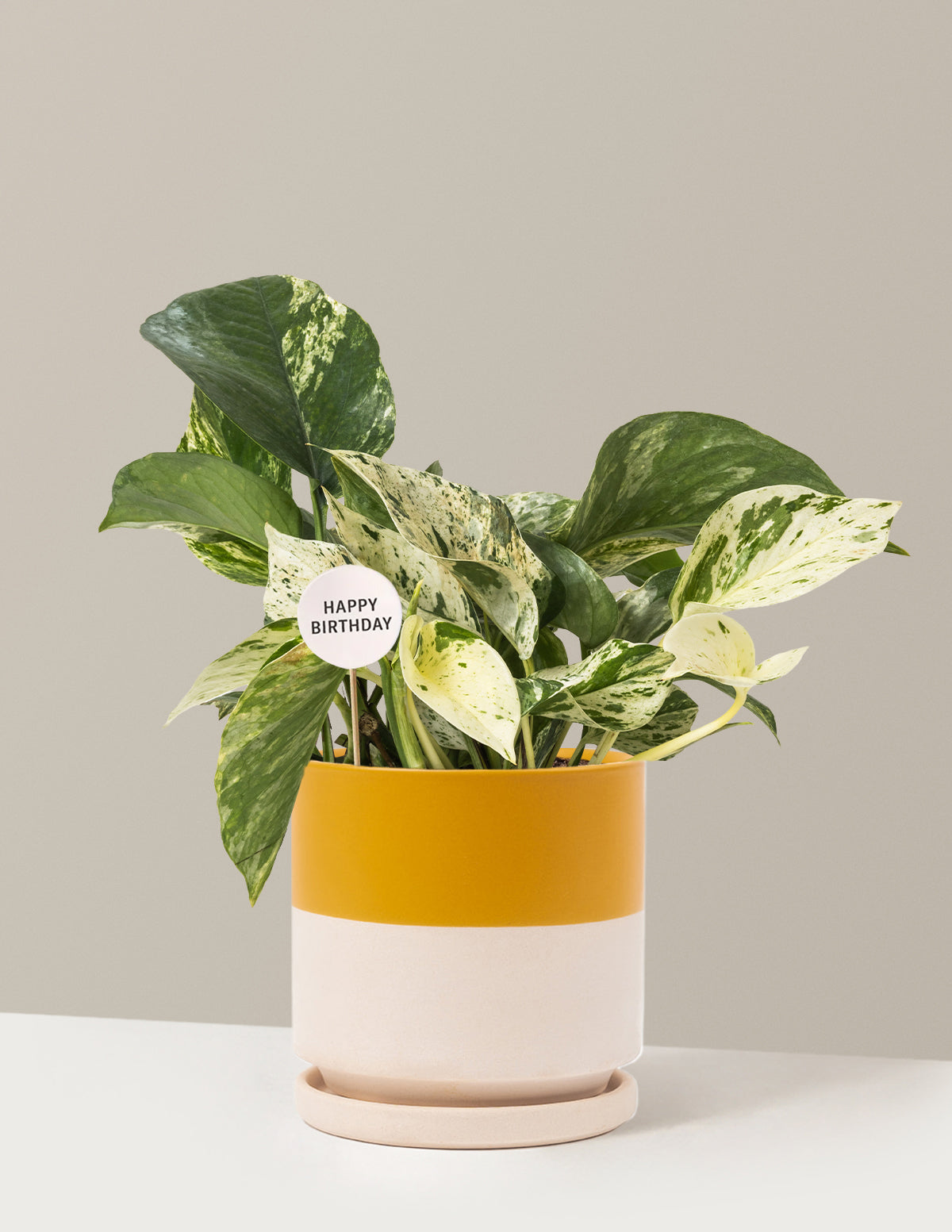 Happy Birthday Pothos Marble Queen
